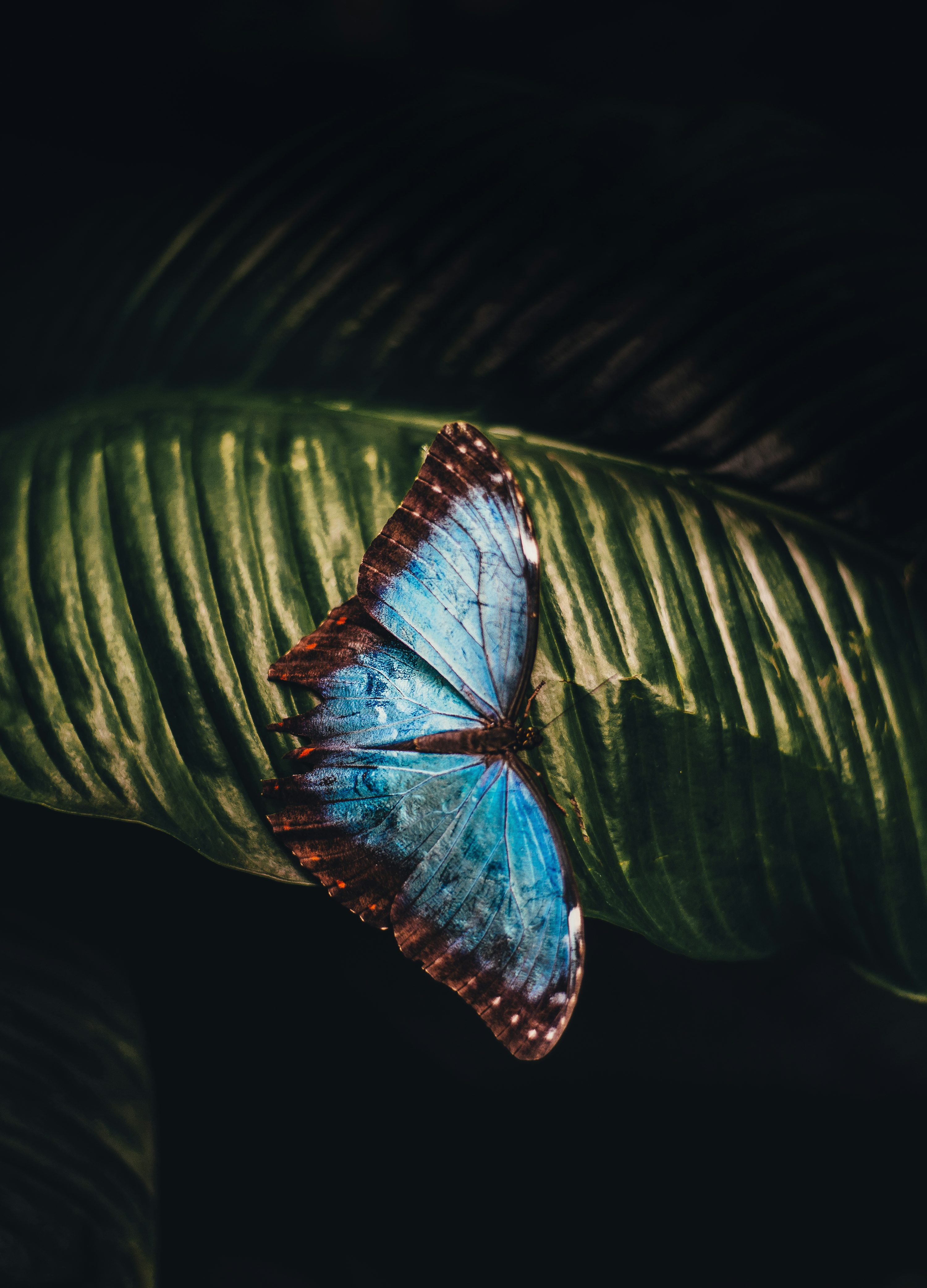 Butterfly Wallpaper: Free HD Download