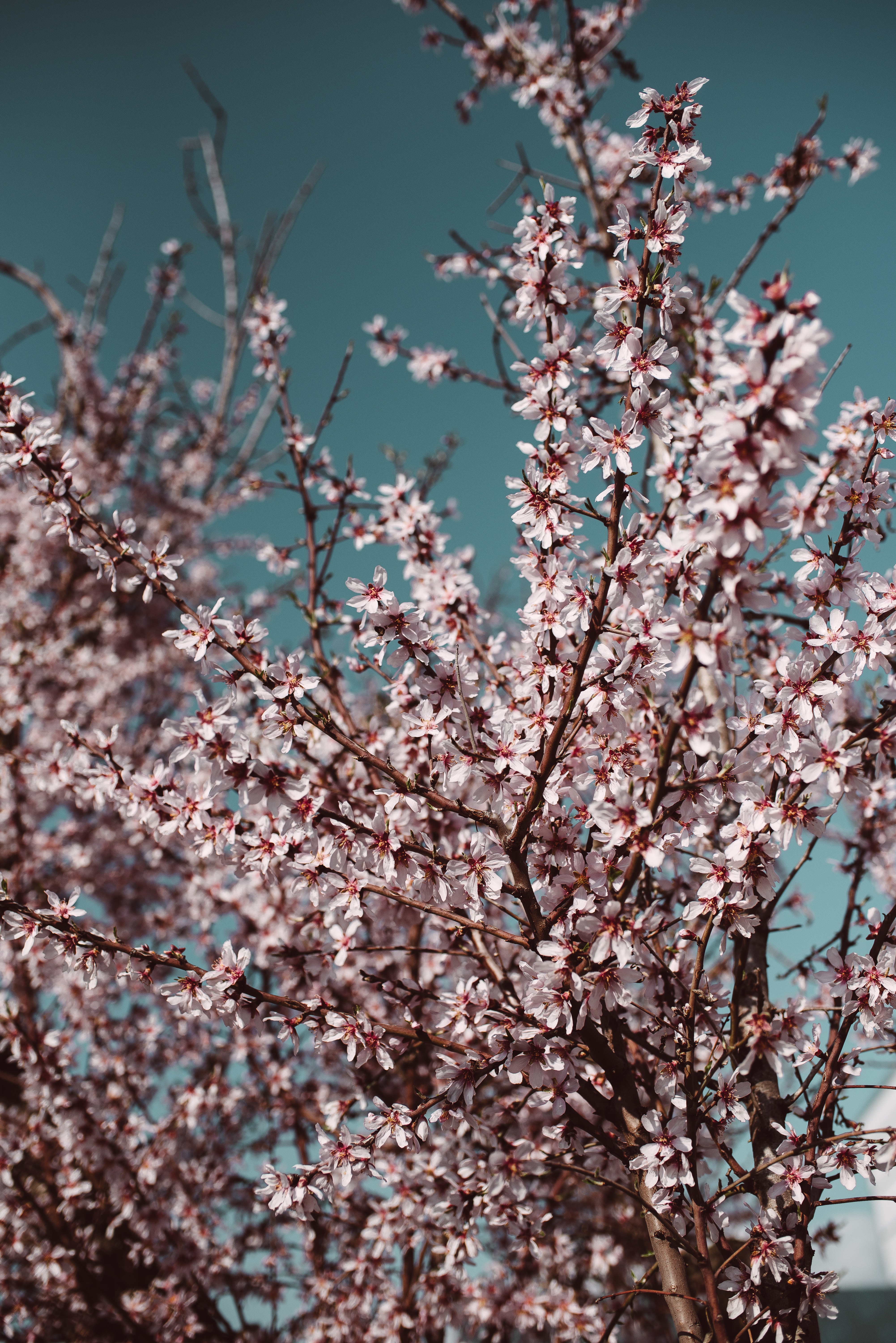 Wallpaper Blossom, Cherry Blossom, Plum