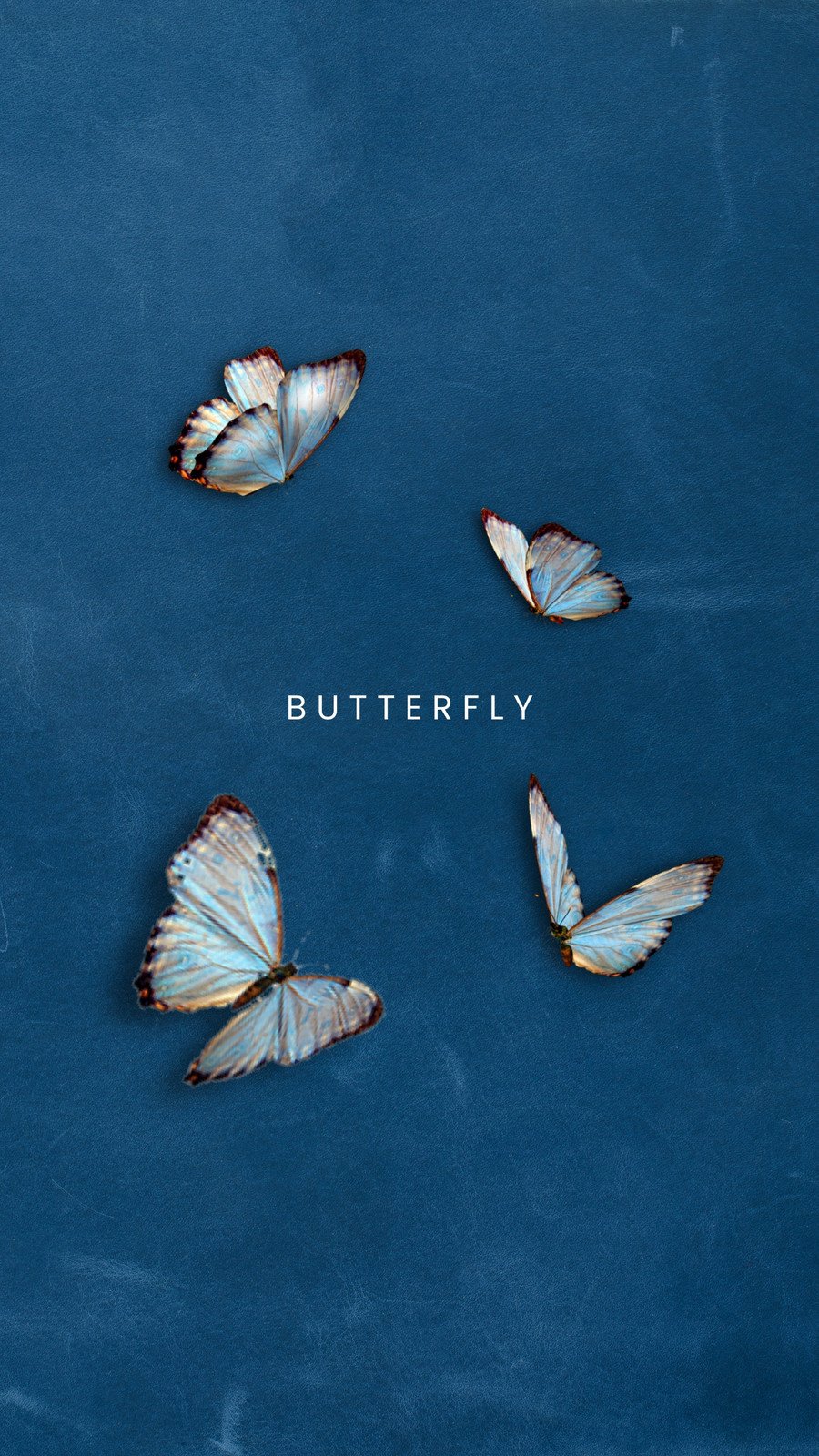 butterfly wallpaper