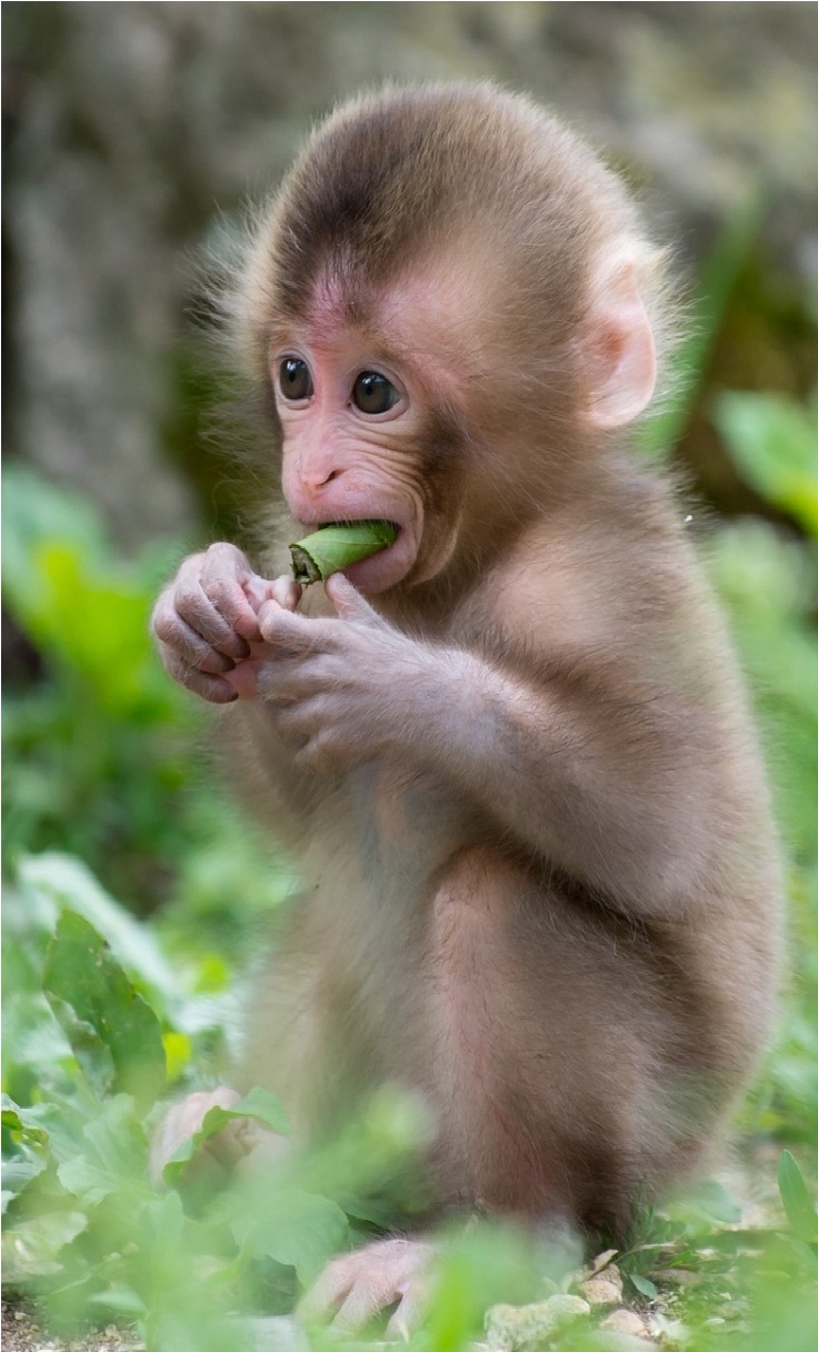 Baby Monkey iphone 6 wallpaper. iPhone