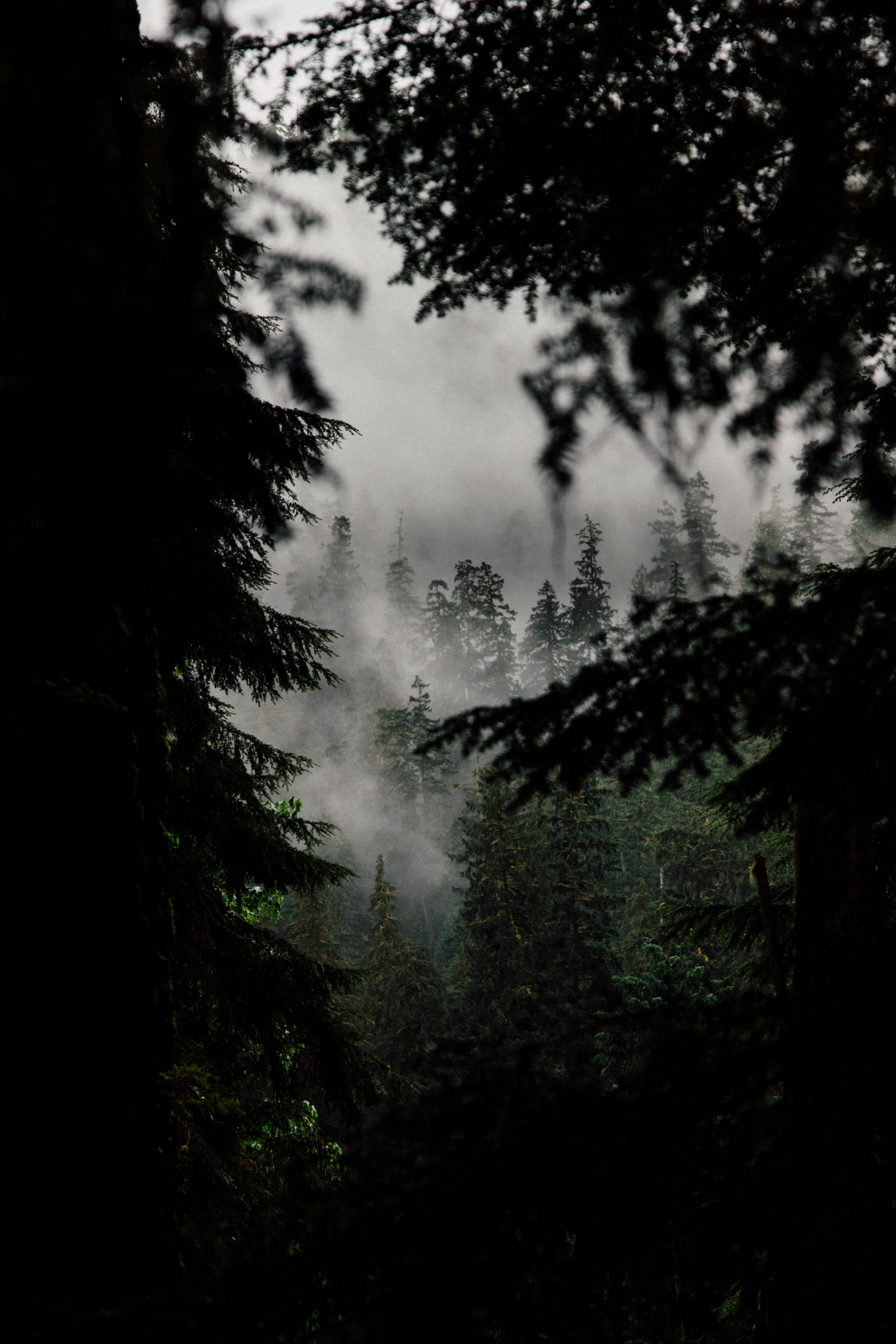 Top view of forest photo