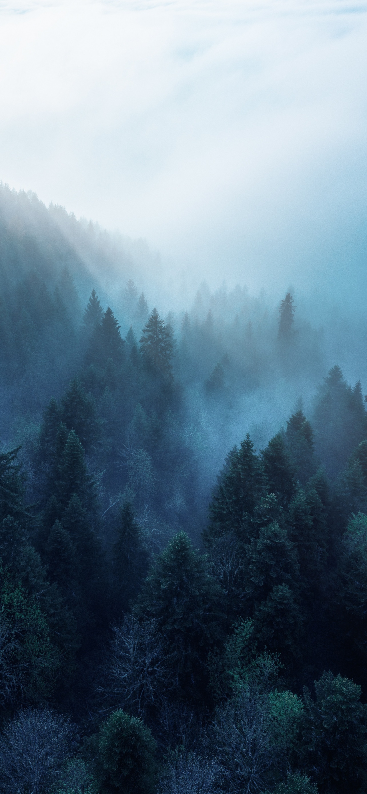 Forest Wallpaper 4K, Rhone Alpes, Sunlight