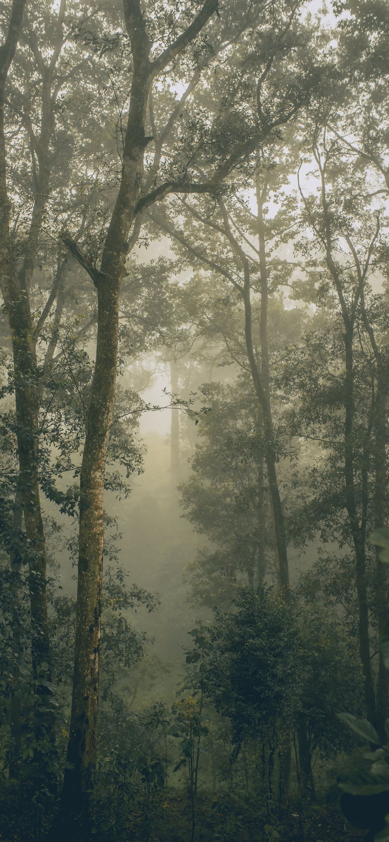 green leafed forest iPhone Wallpaper