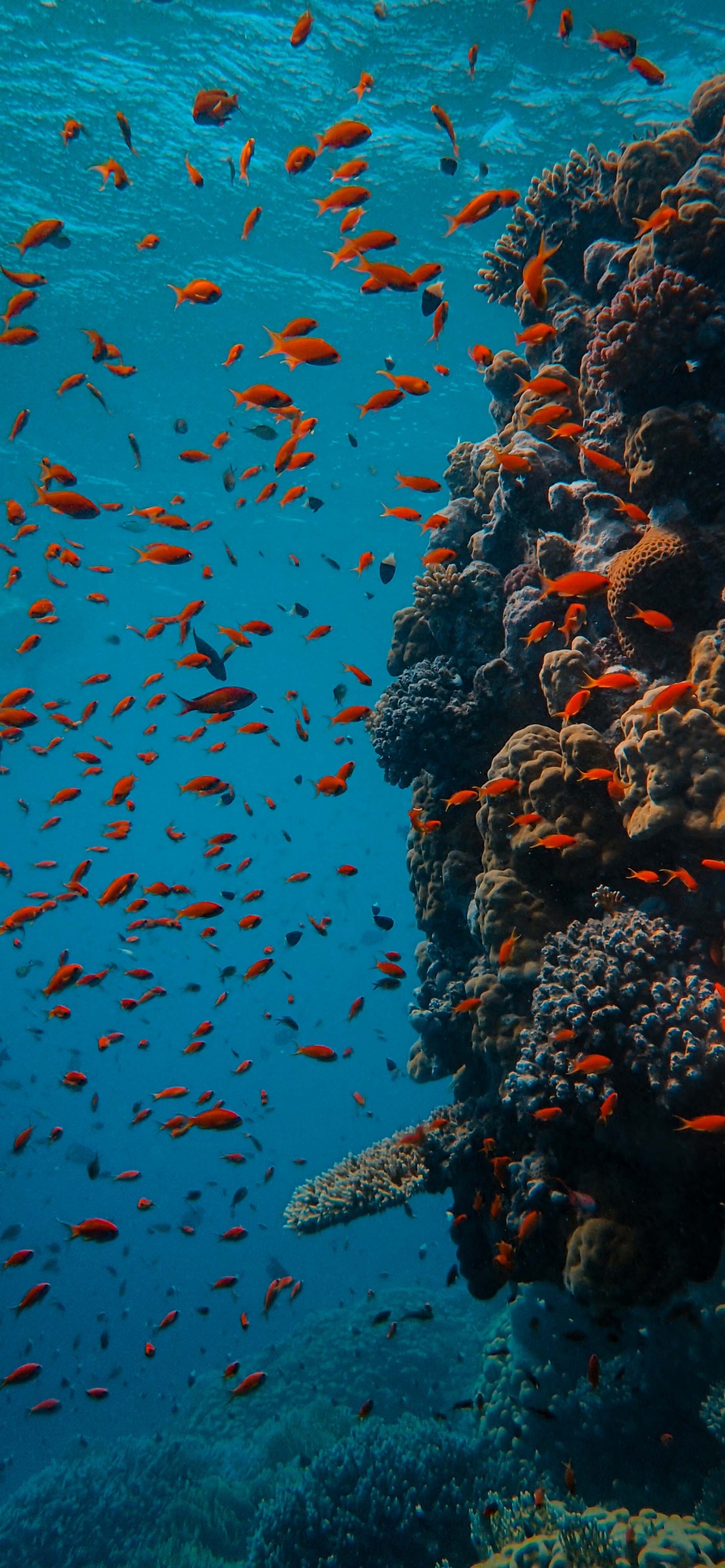 Coral Reef Wallpaper