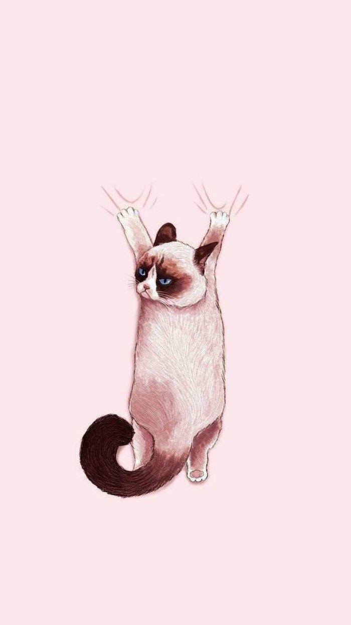iPhone Siamese Cat Wallpaper