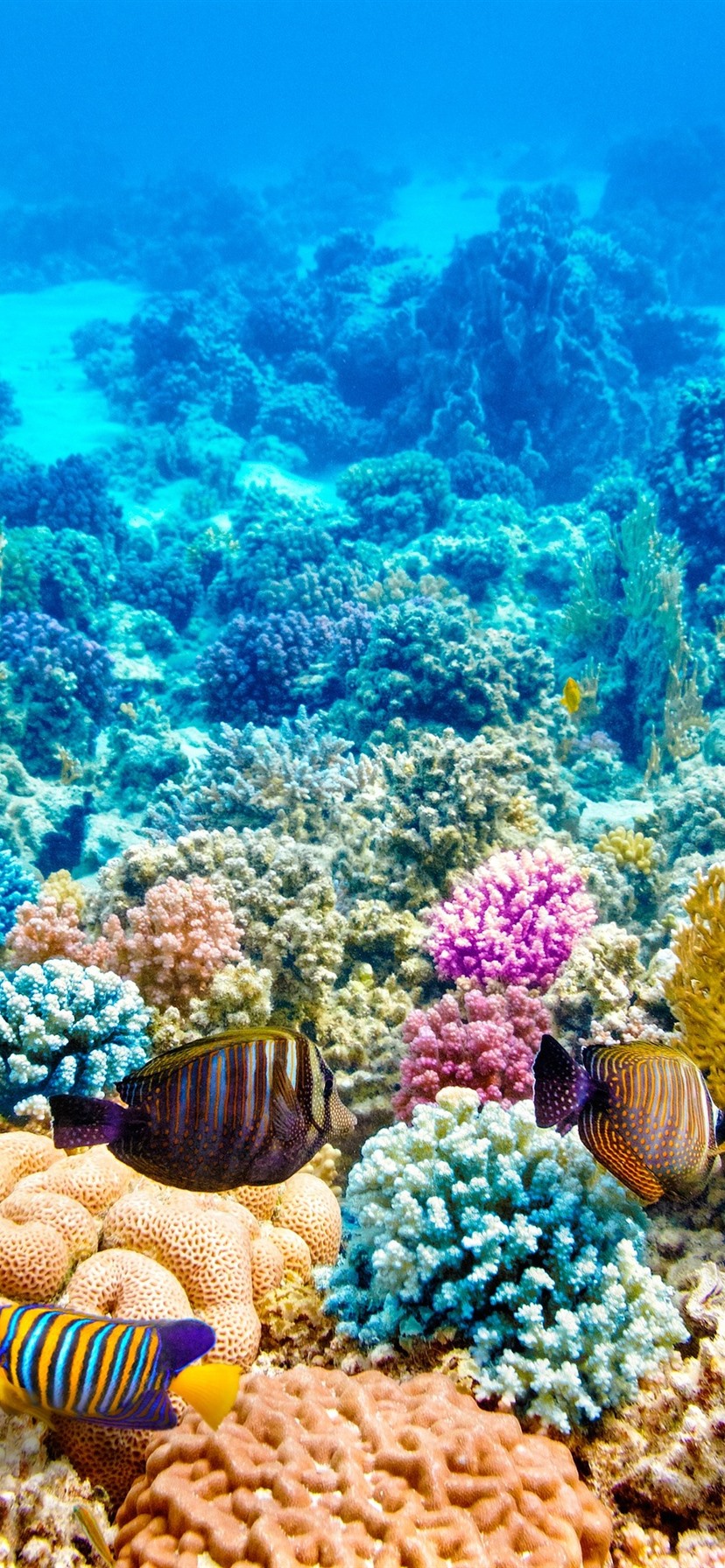 Colorful fish, corals, underwater