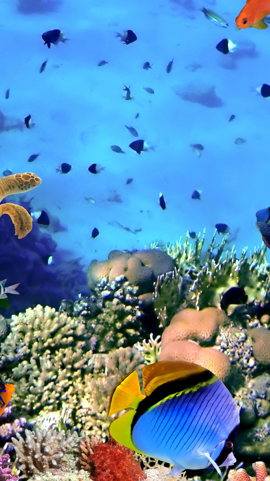 Coral Reef Wallpaper