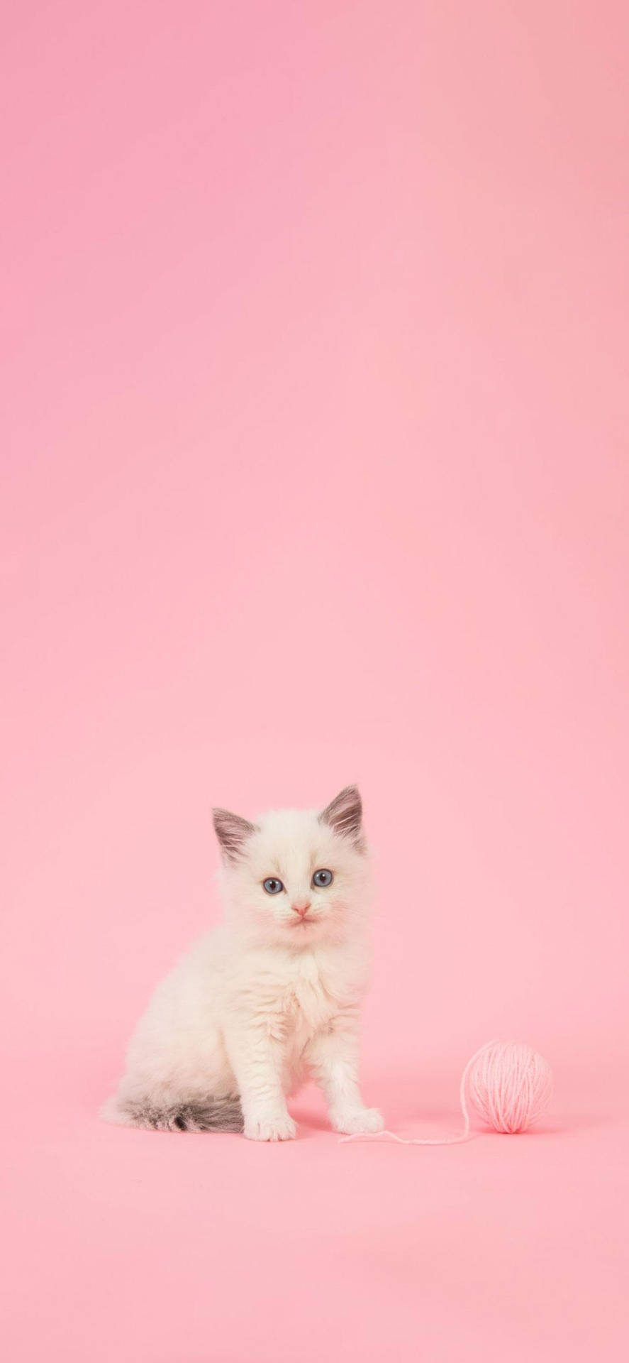 Adorable Cat Themed Phone Screen