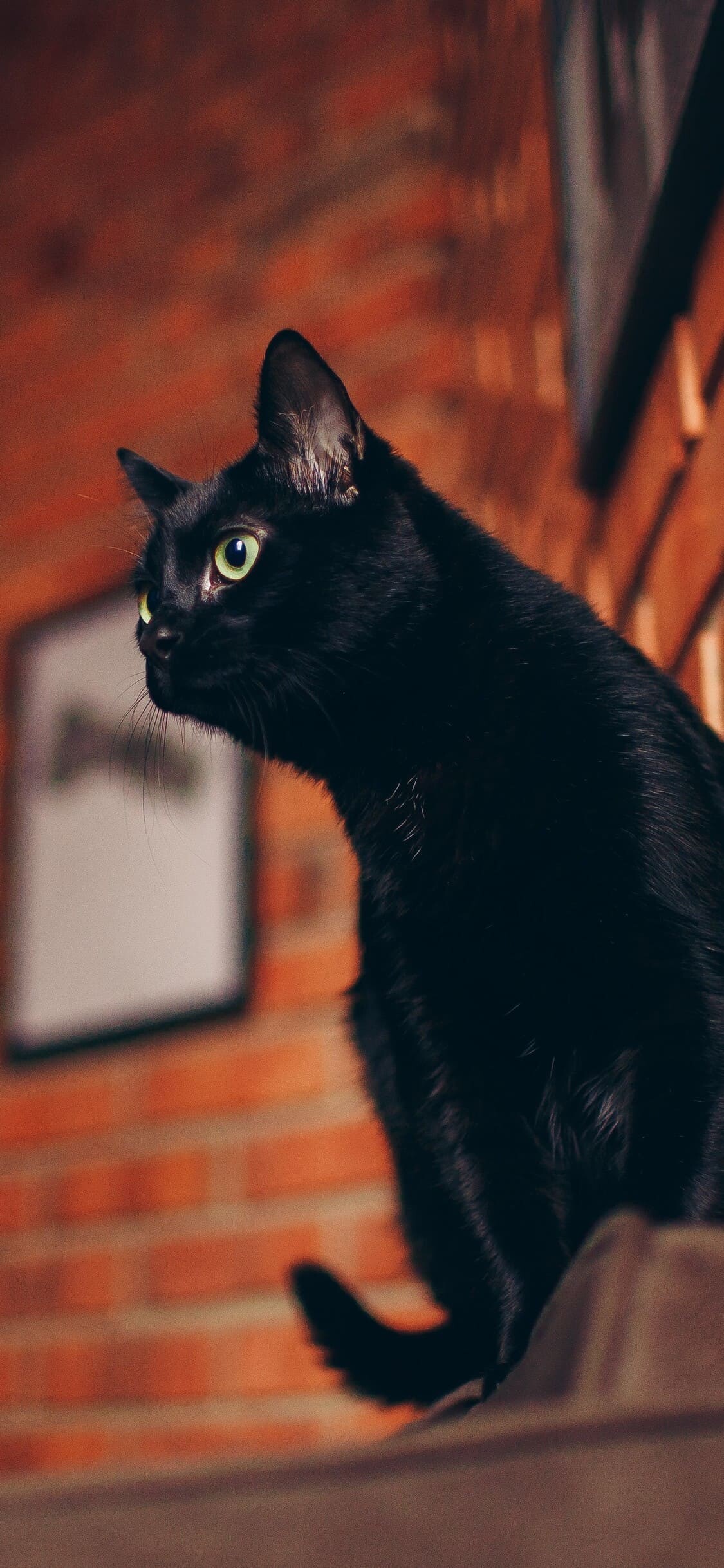 Cat Wallpaper