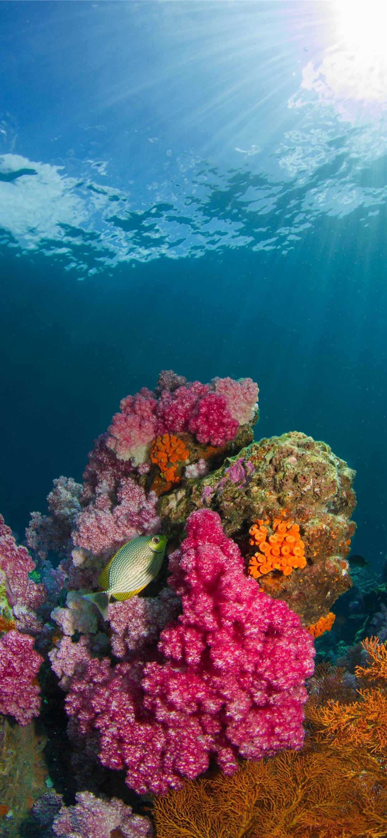 brown fish beside coral under body