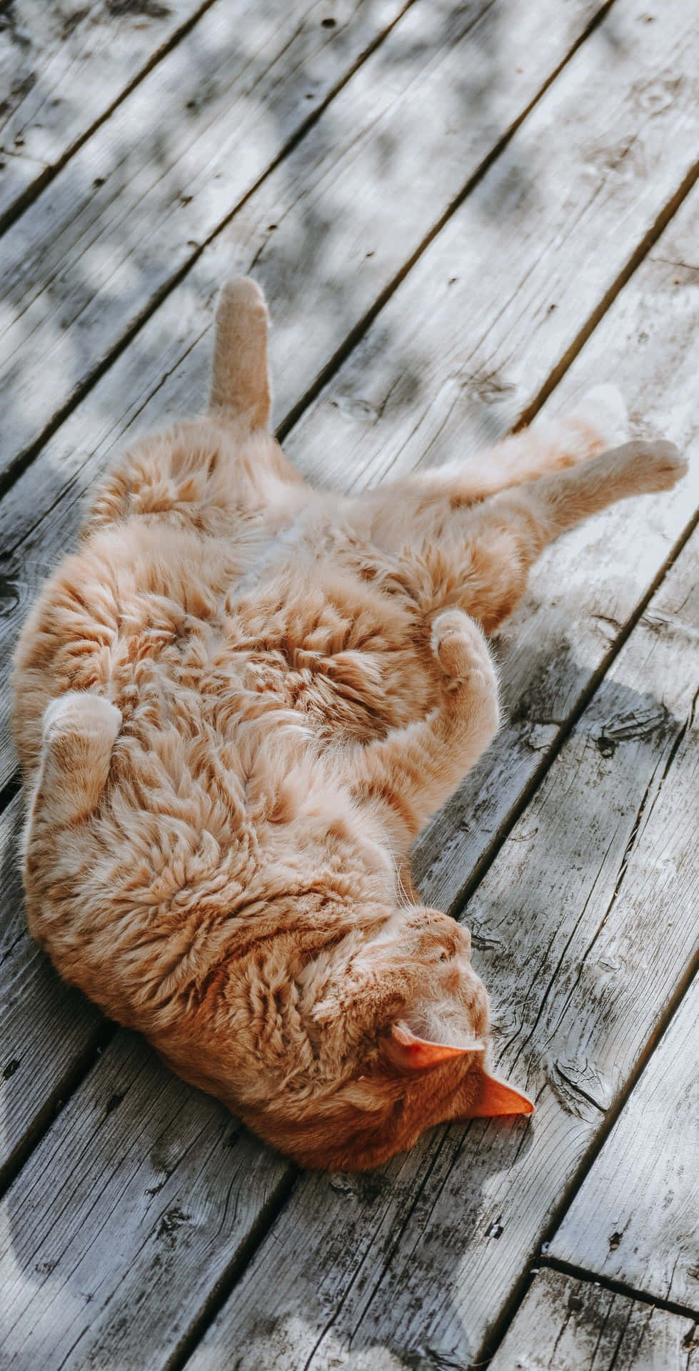 cute, fluffy black cat smiles
