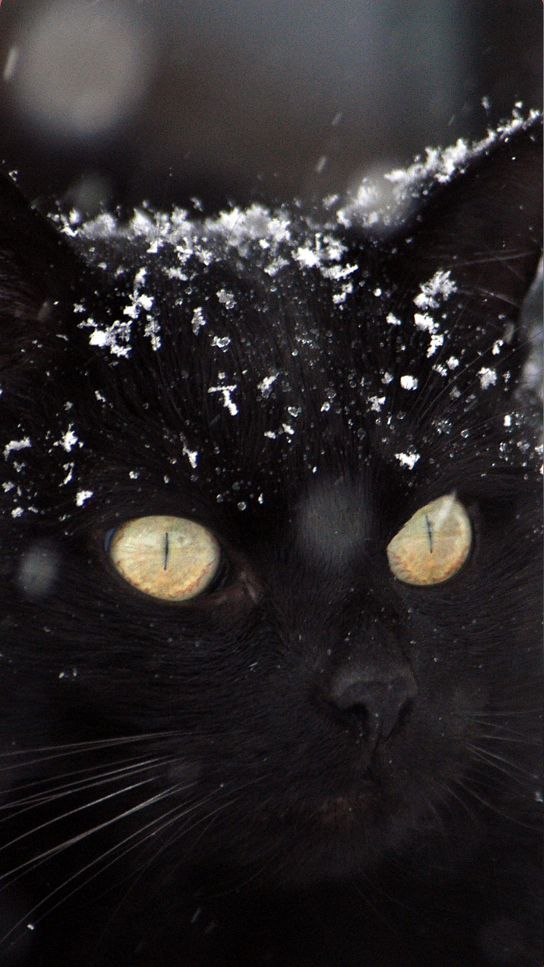 Black Cat Wallpaper iPhone Aesthetic