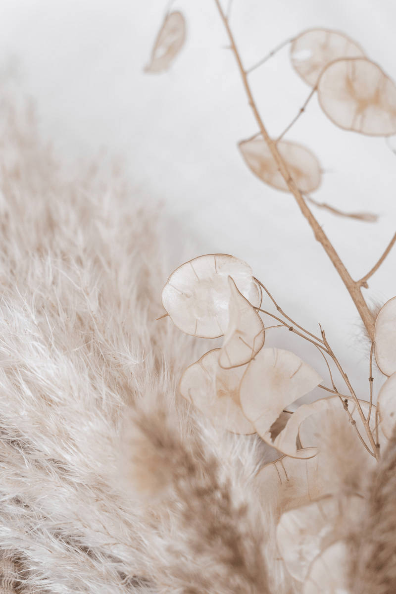 Beige Aesthetic Phone HD Wallpaper