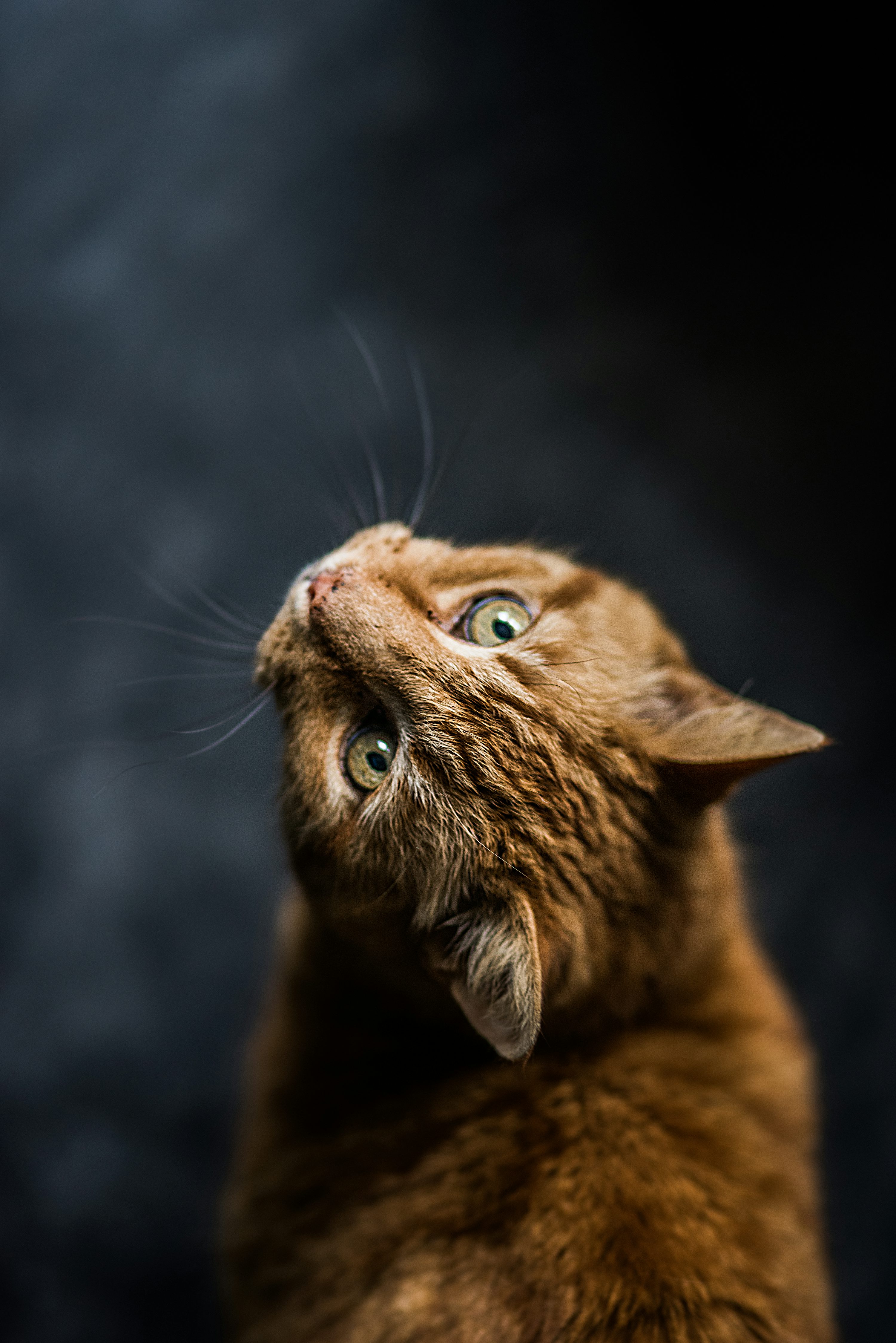 orange tabby cat photo