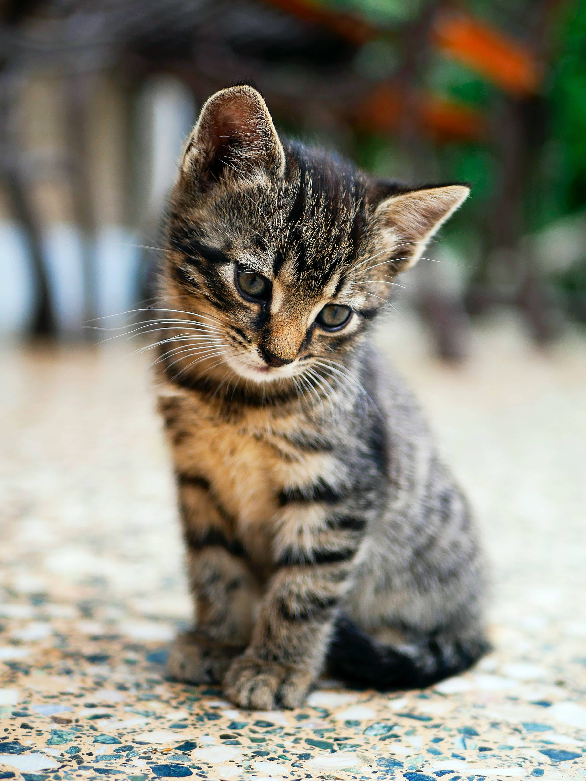 Lonely Tabby Kitten Cat PFP Wallpaper