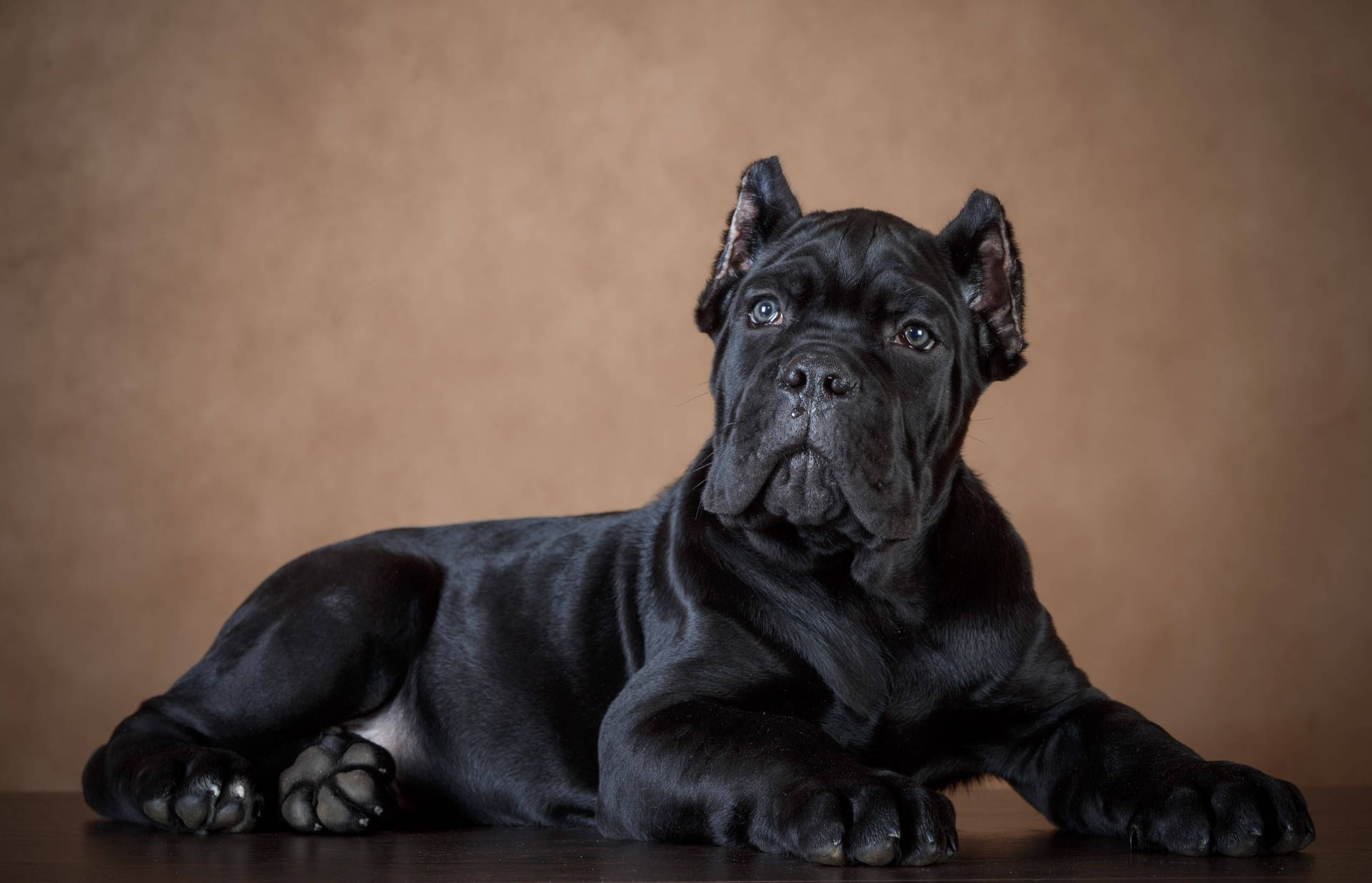 Cane Corso Wallpaper