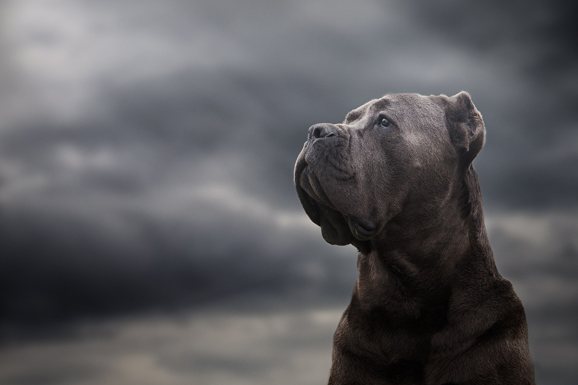 Muzzle Dog Animal Cane Corso HD Wallpaper