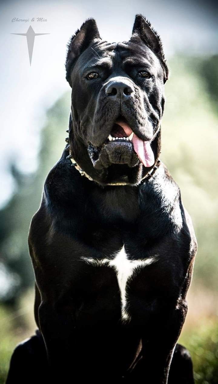 beautiful Cane corse dogs /black