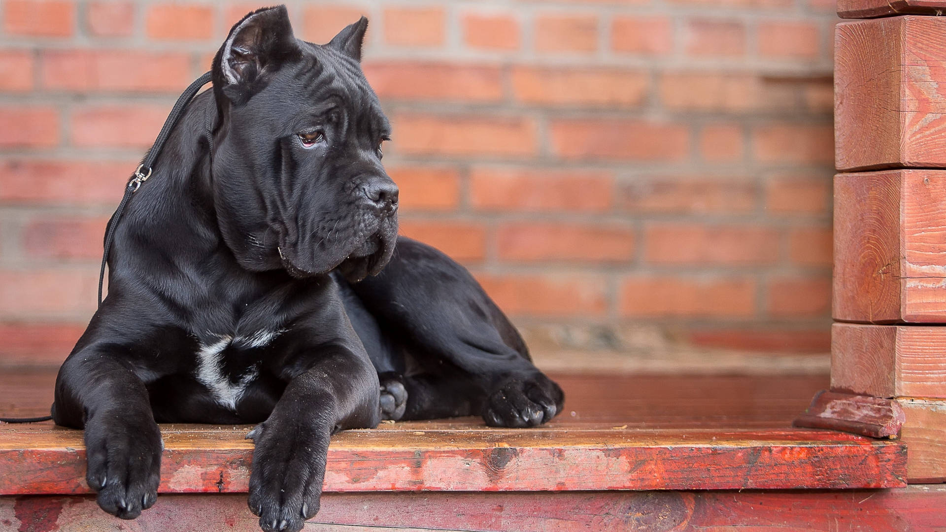 Download Cane Corso Guard Dog Wallpaper