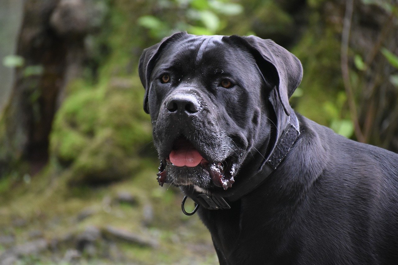 Free Cane Corso & Candy Cane Image