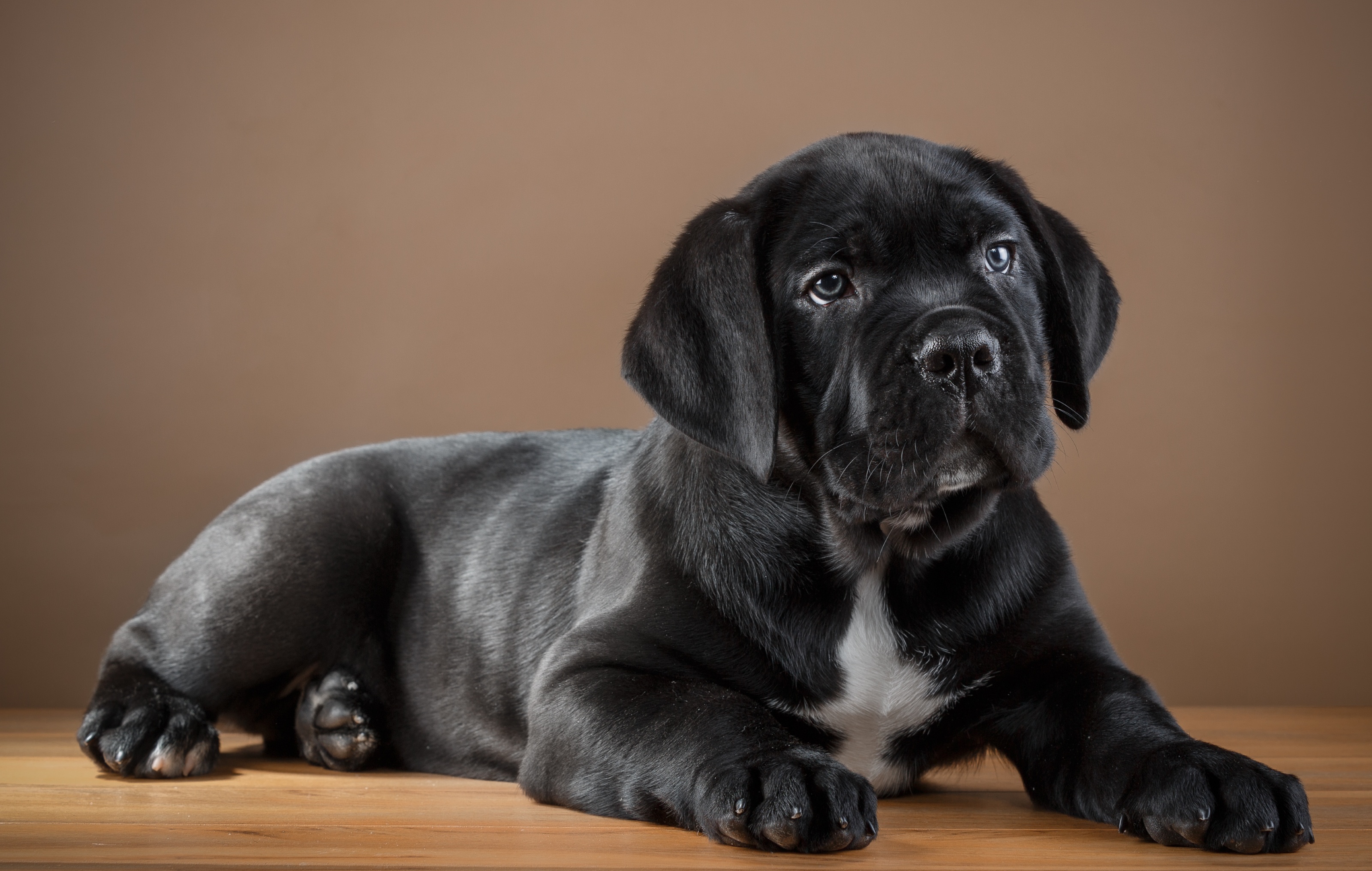 Wallpaper black, cane Corso, puppy