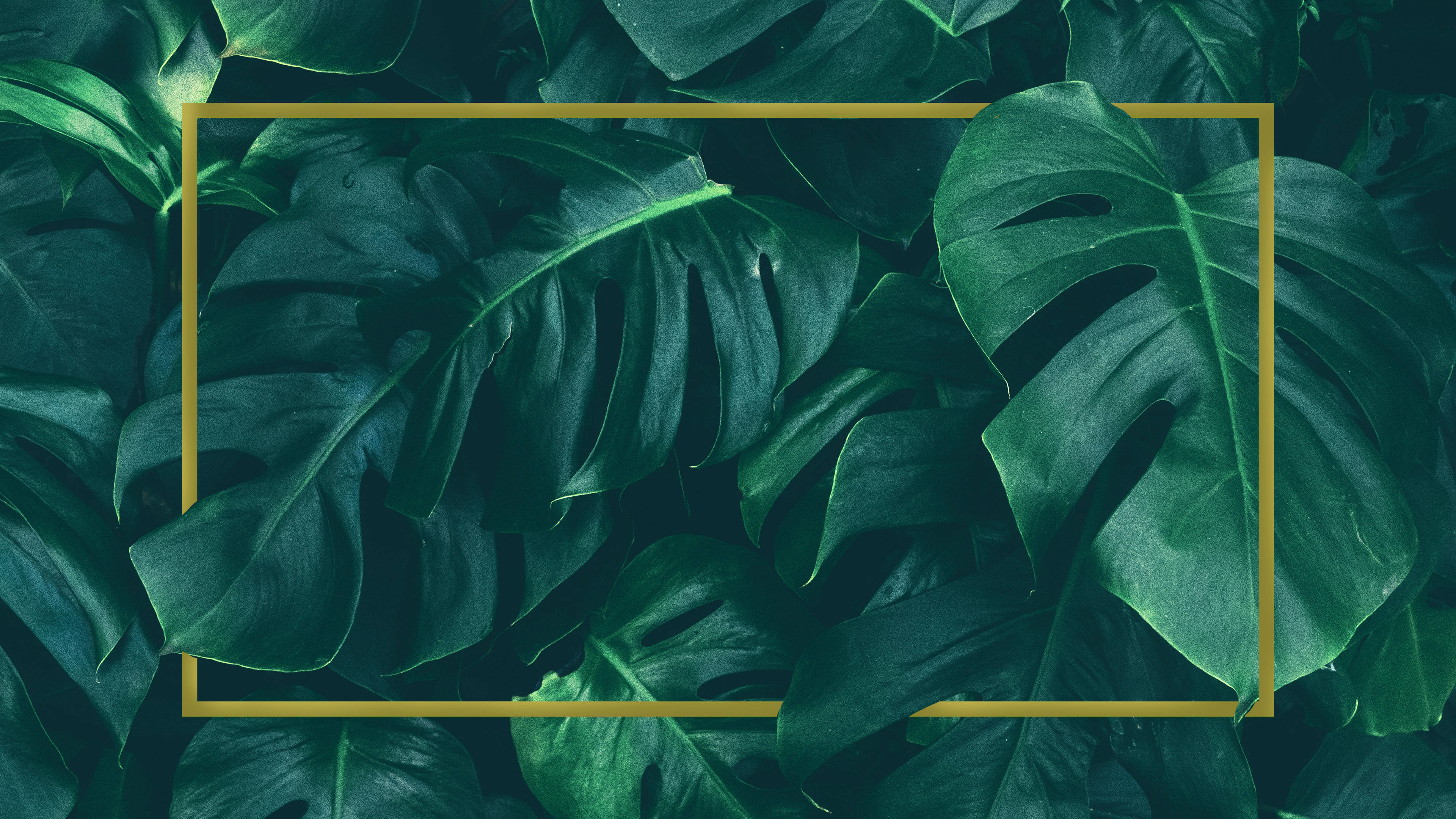 Monstera Wallpapers - Wallpaper Cave