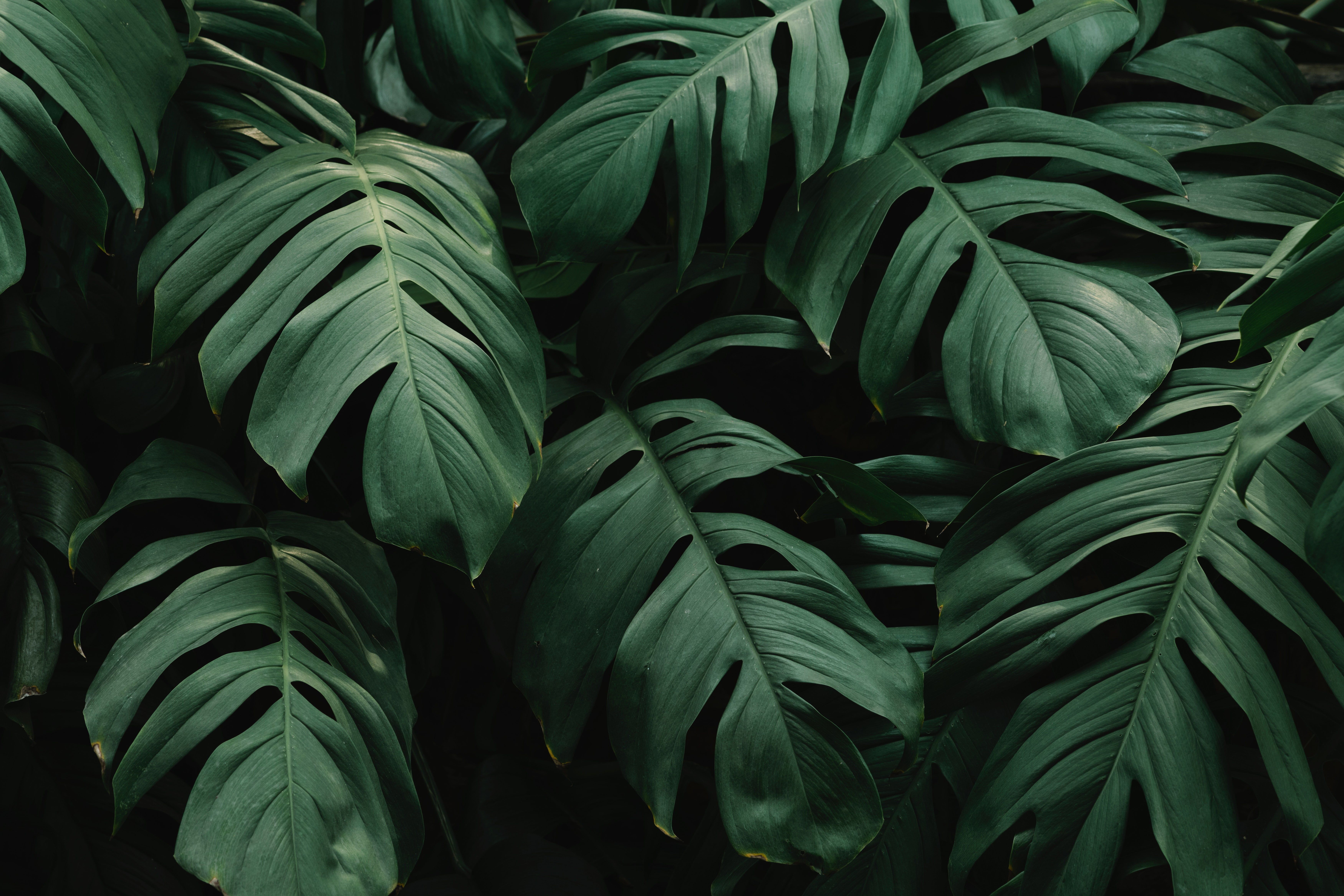 HD wallpaper: beautiful, green leaves