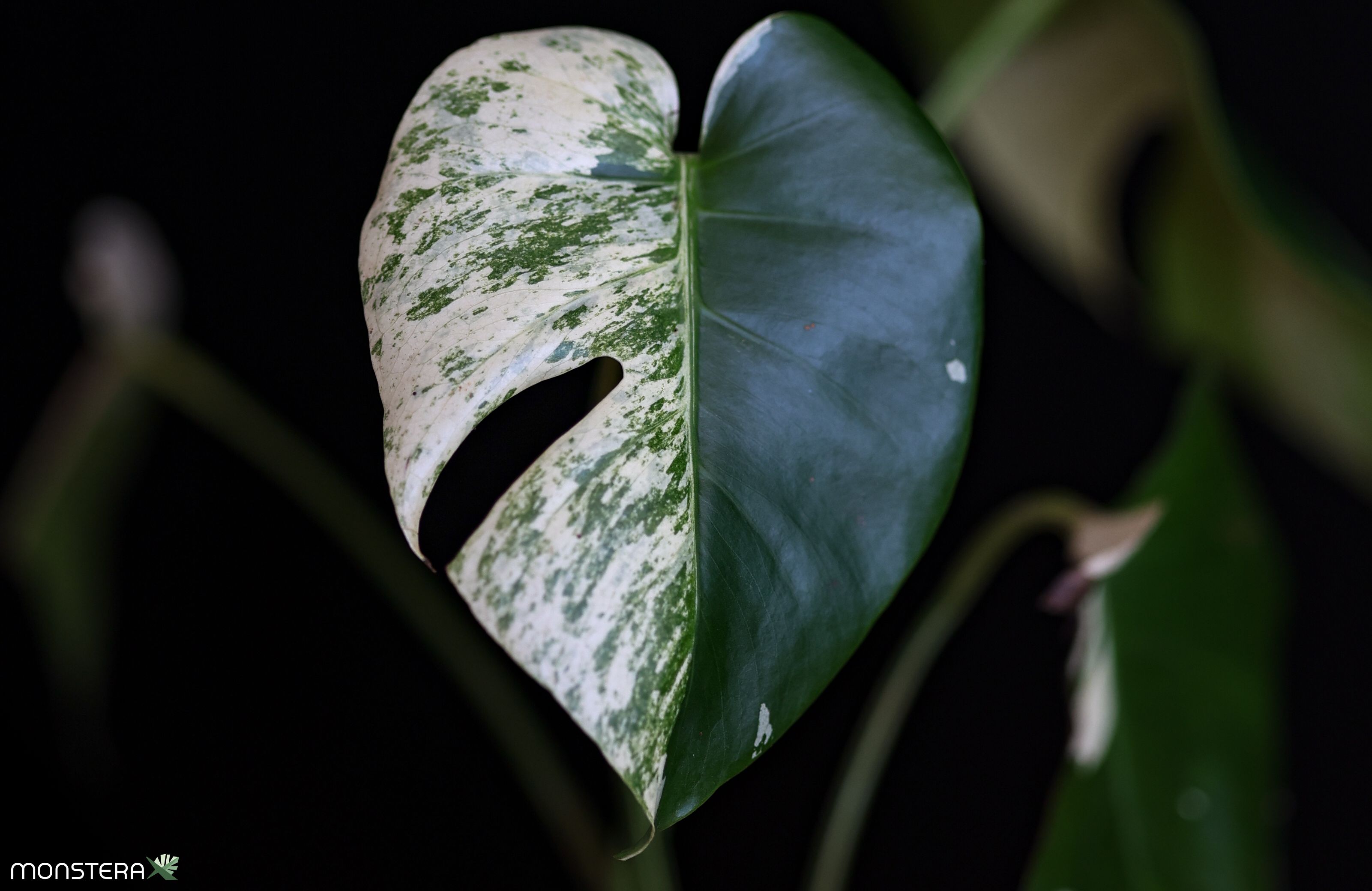 Variegated Monstera Desktop Background