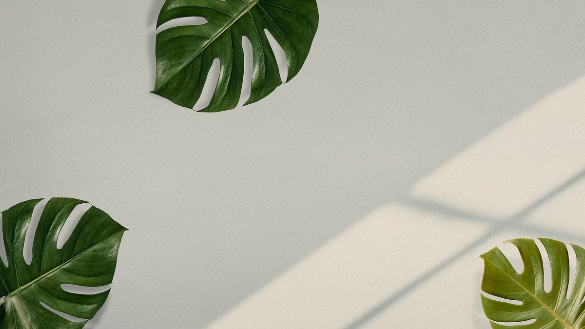Monstera leaves on beige background