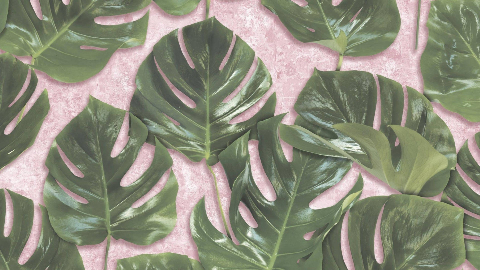 Monstera Wallpaper