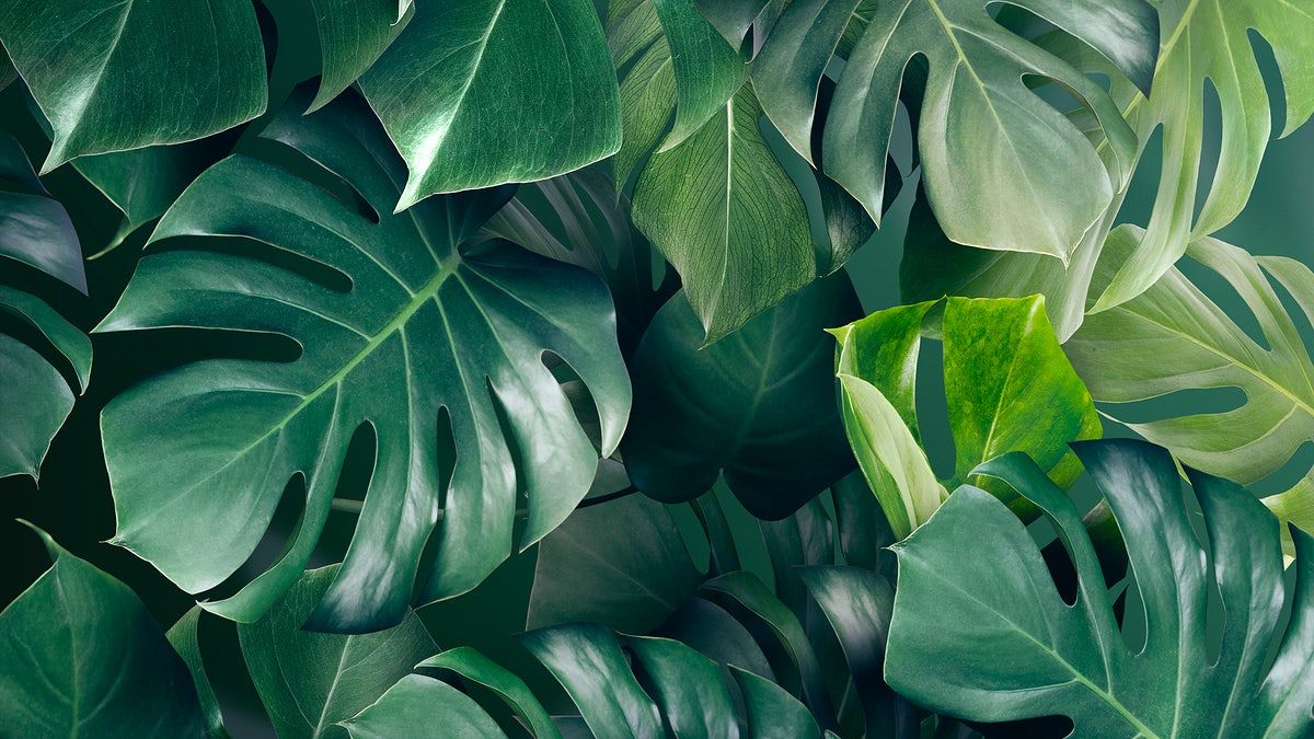 Green monstera leaves background