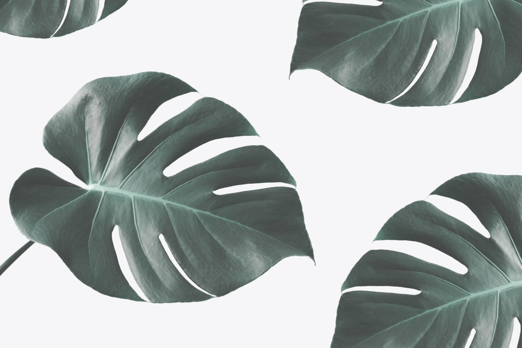 Photographic Monstera Wallpaper Mural