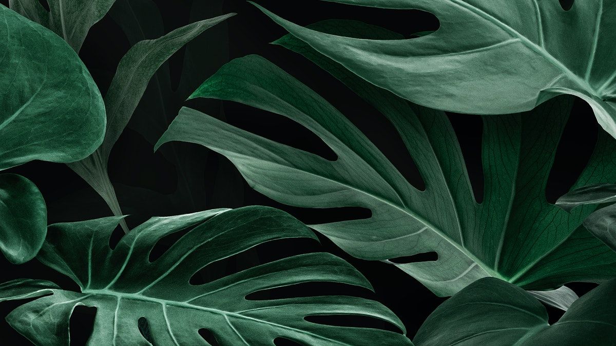 green Monstera Deliciosa leaves