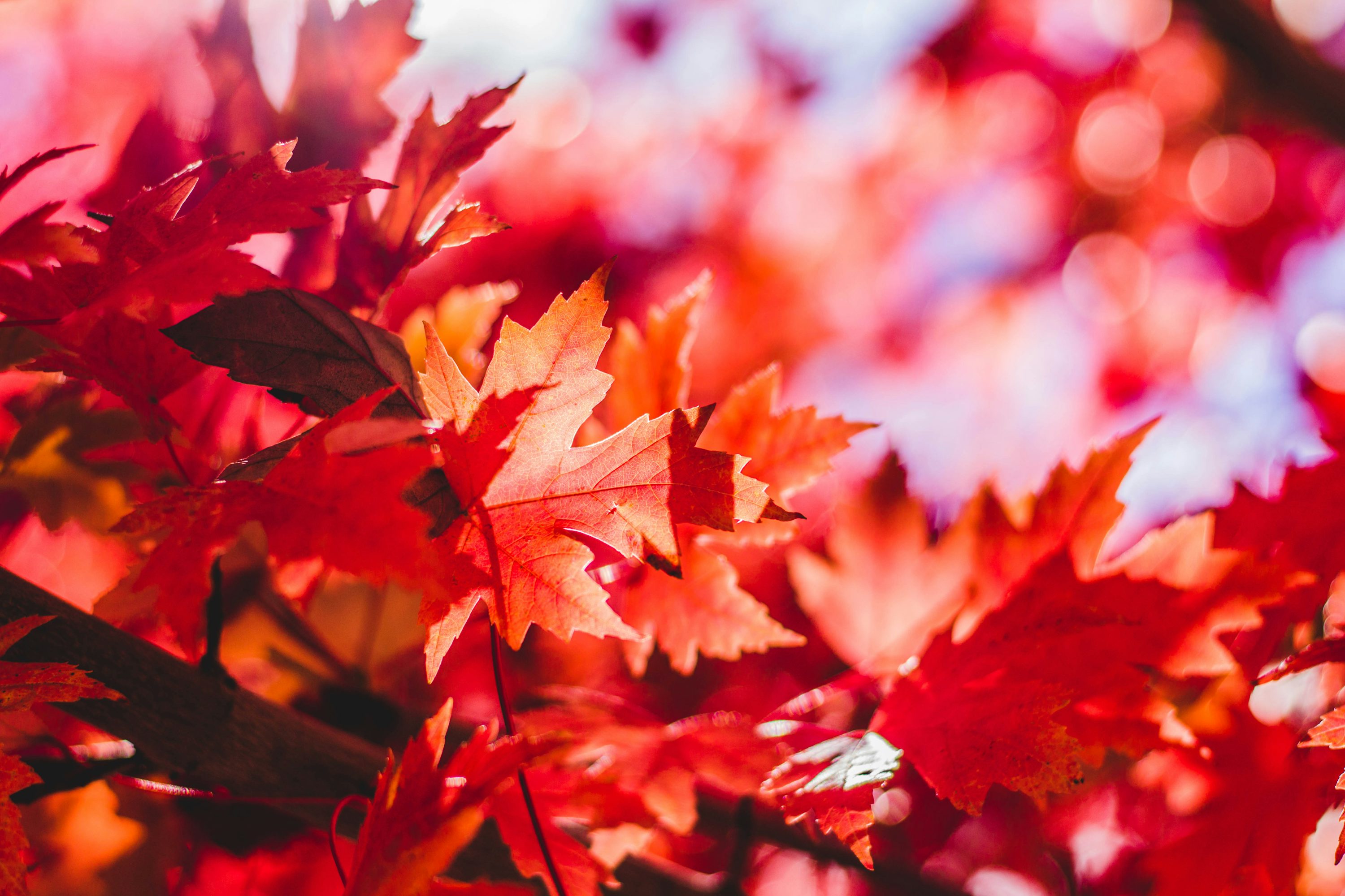 Autumn Wallpaper: Free HD Download