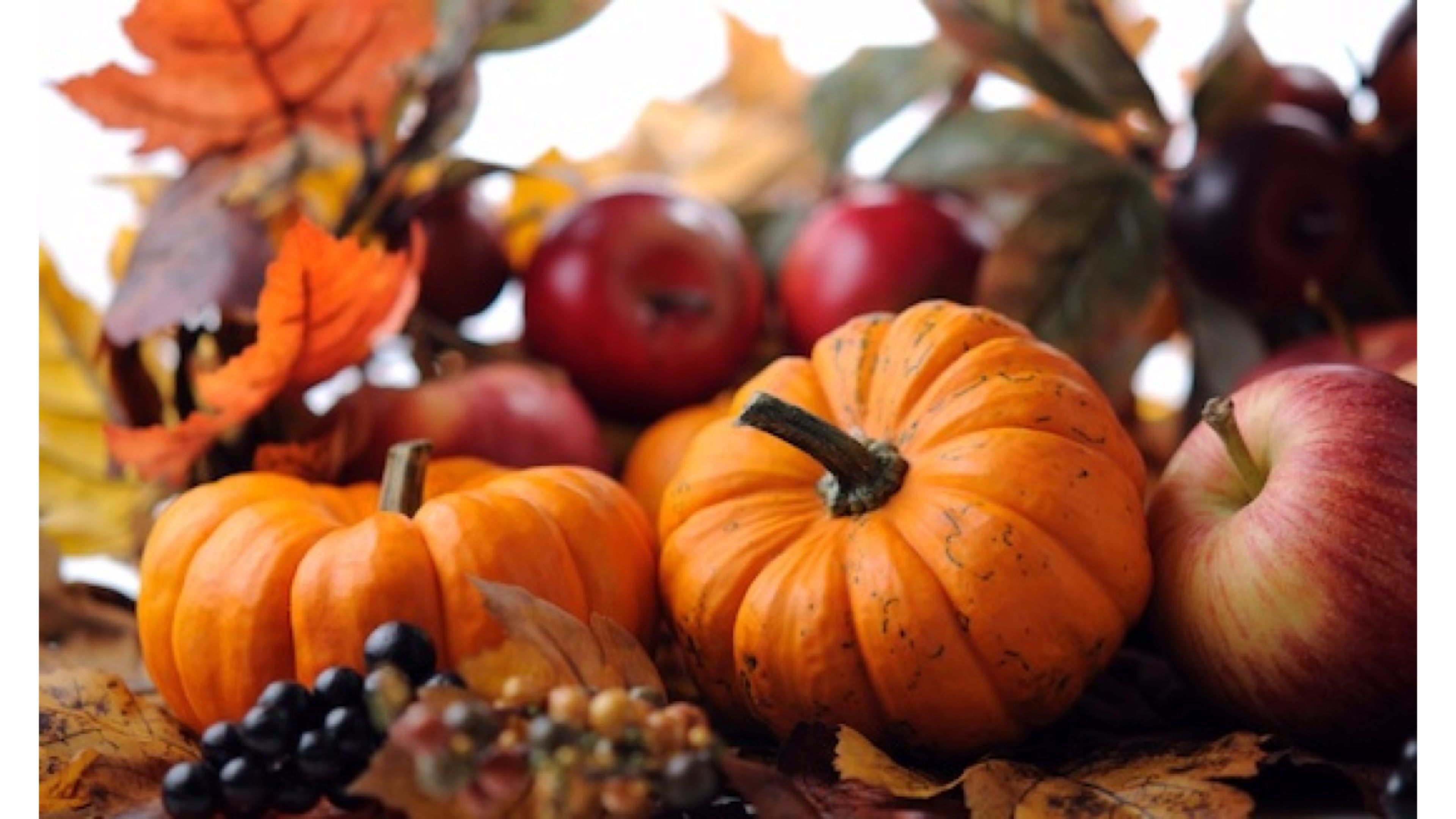 Pumpkin Wallpaper HD Free Download