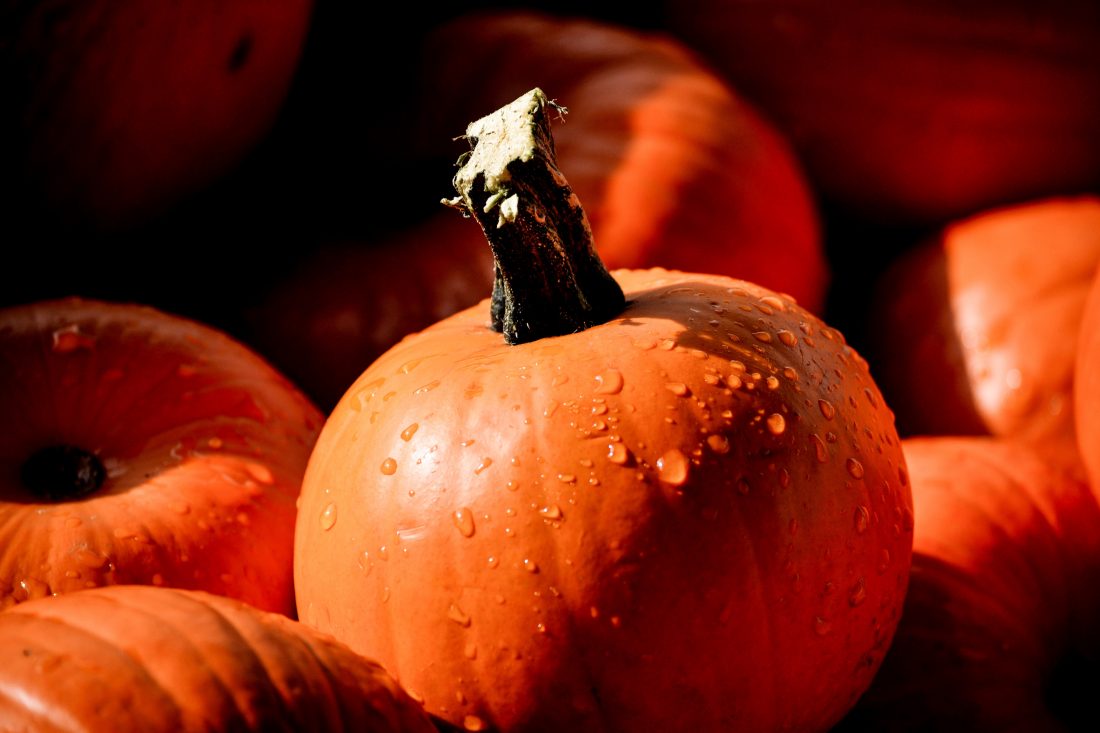 Pumpkin Autumn Royalty Free