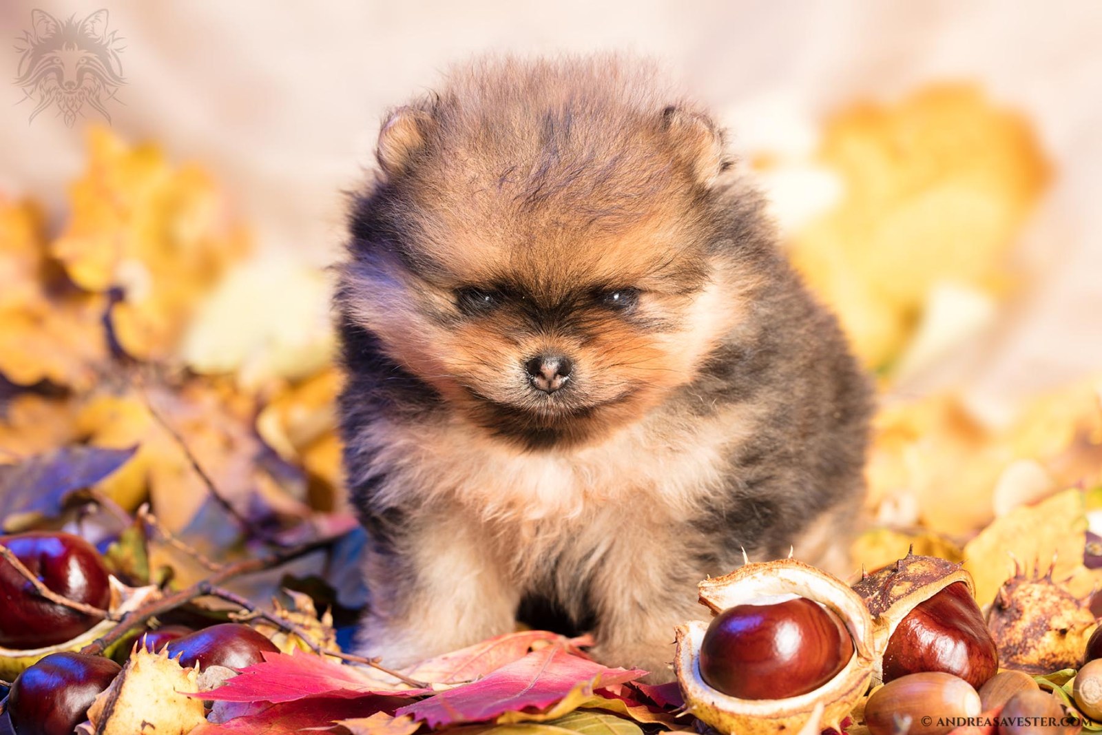 Autumn Themed Photo of a Pomeranian
