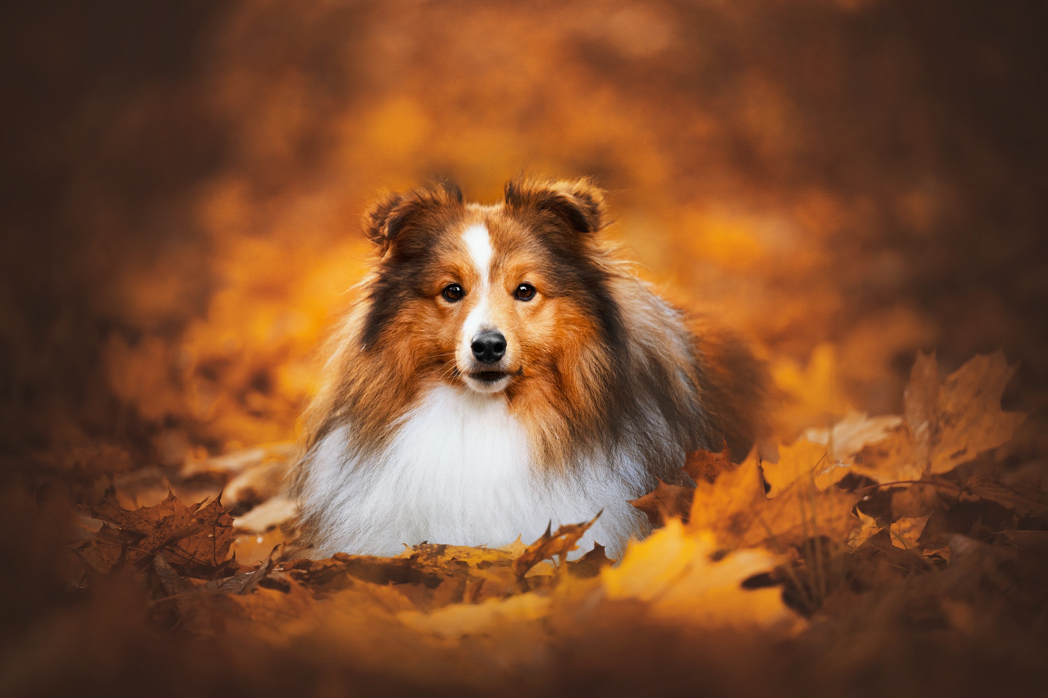 Wallpaper autumn, look, dog, face