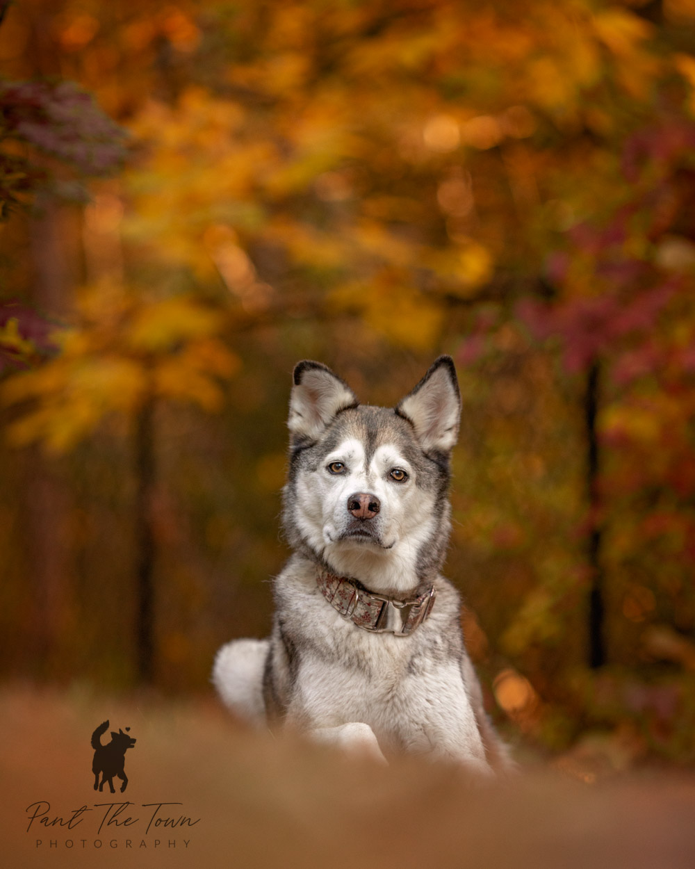 Photographing Challenging Dogs