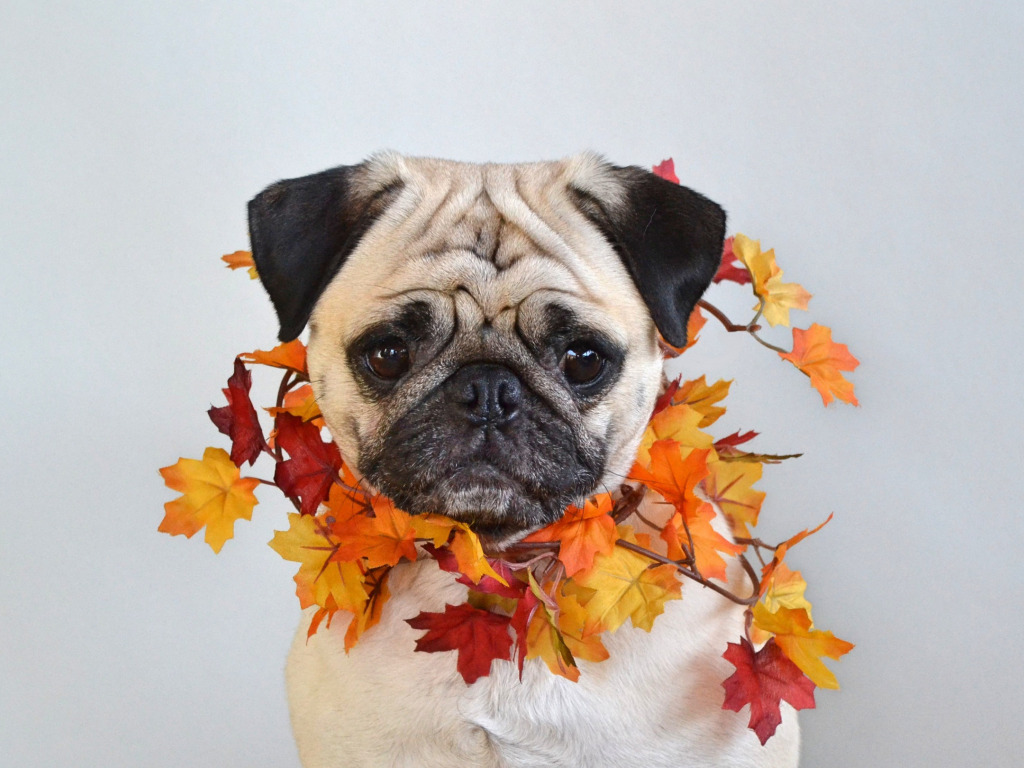 Download wallpaper photo, Dog, Autumn