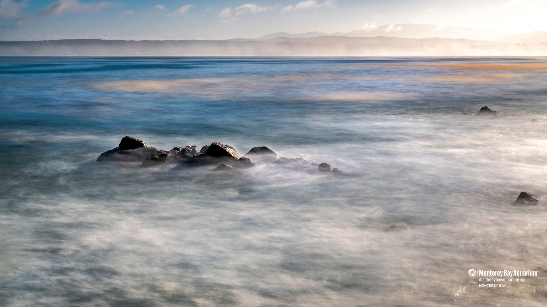Wallpaper. Monterey Bay Aquarium