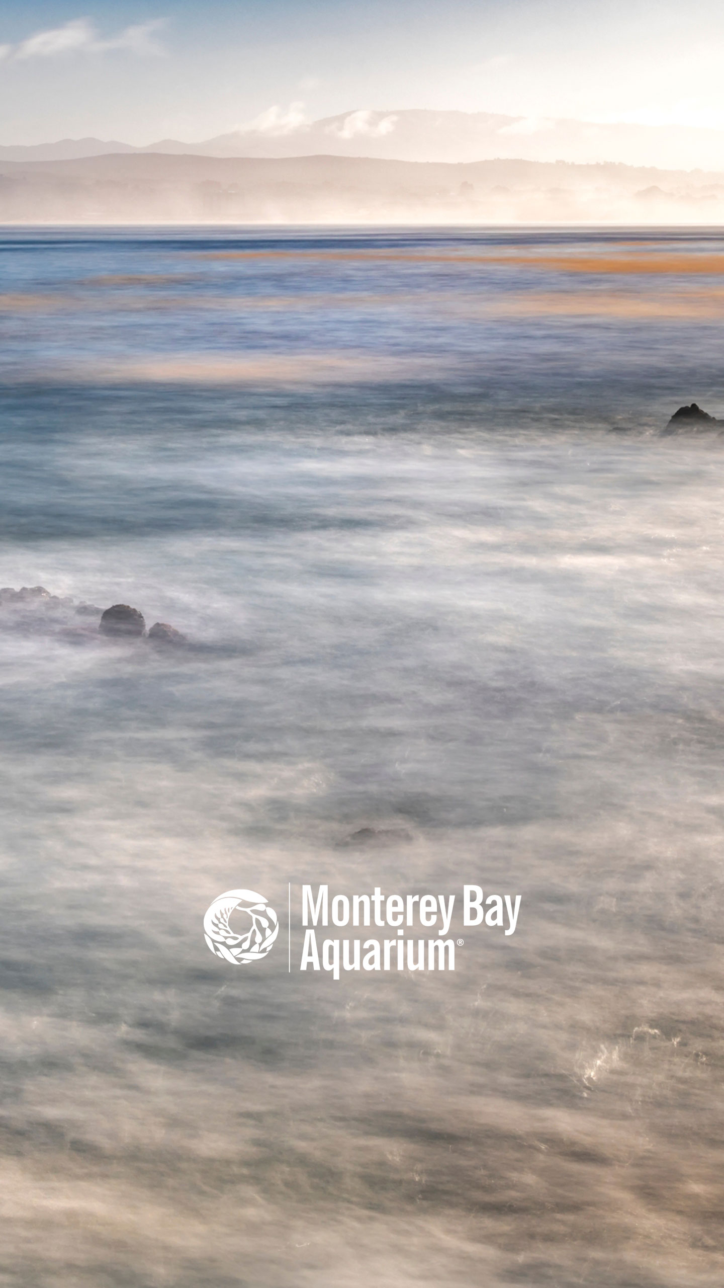 Wallpaper. Monterey Bay Aquarium