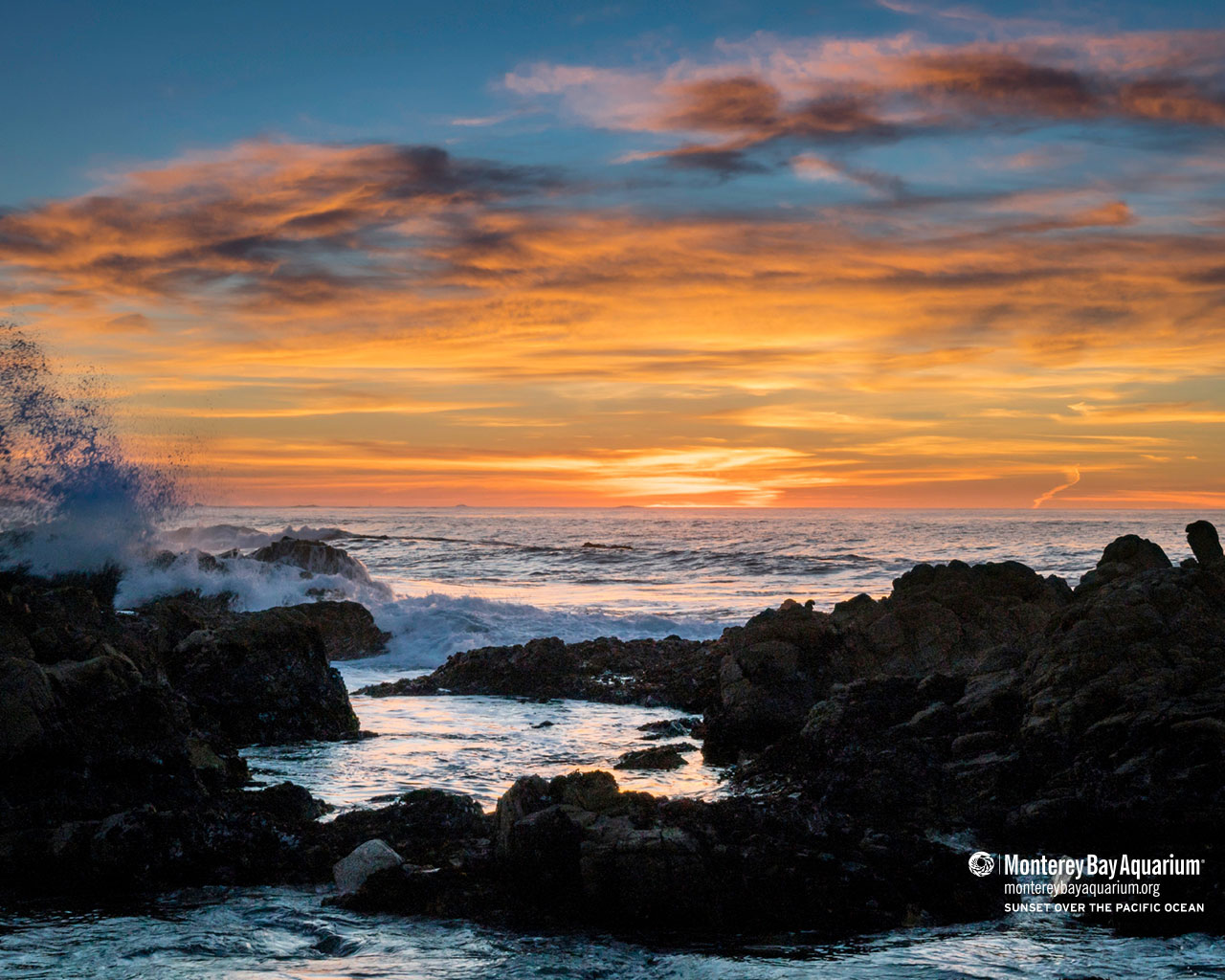 Monterey Bay Aquarium