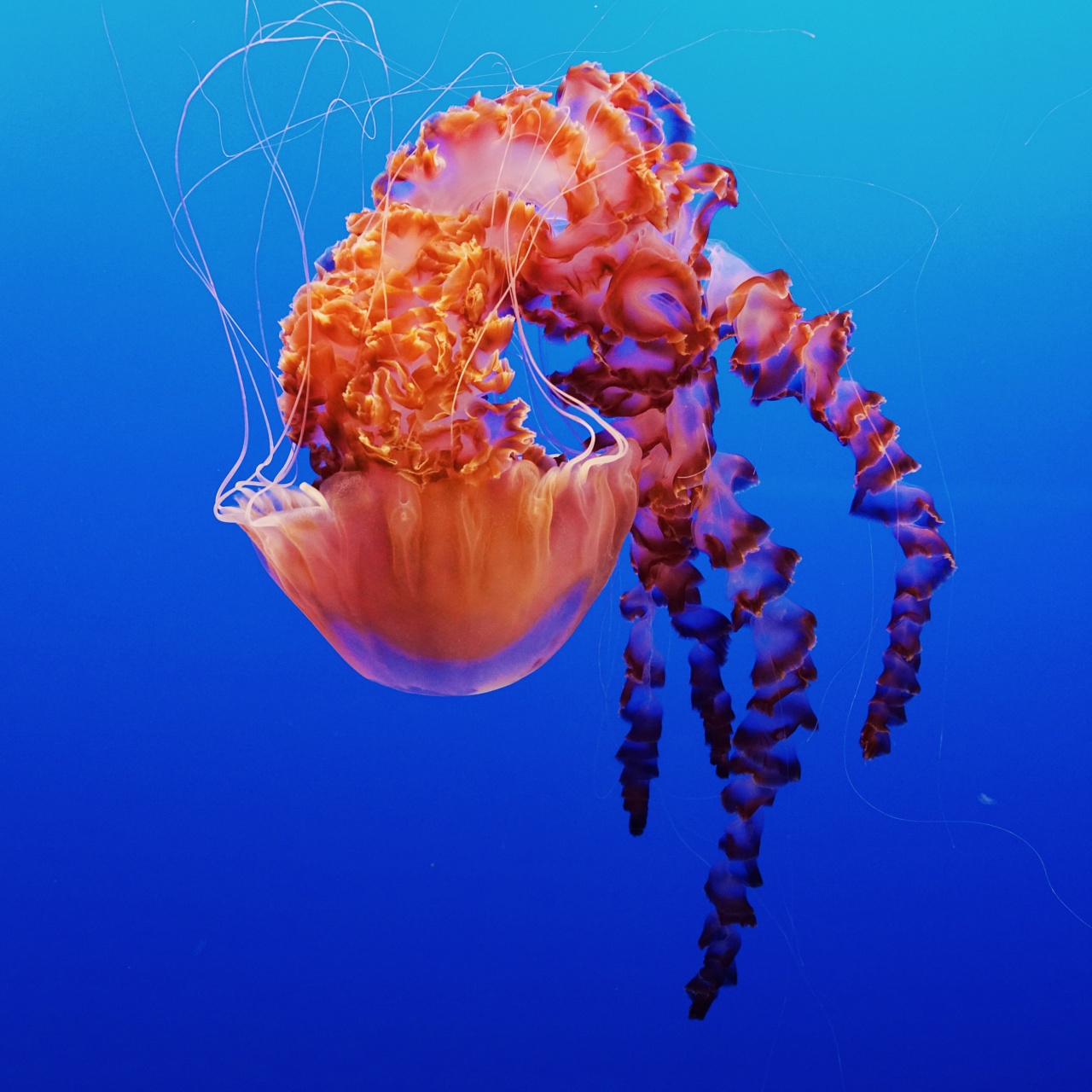 Jellyfish Wallpaper 4K, Monterey Bay