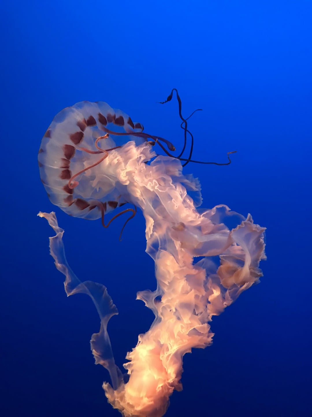 A jelly fish i snapped at Monterey bay
