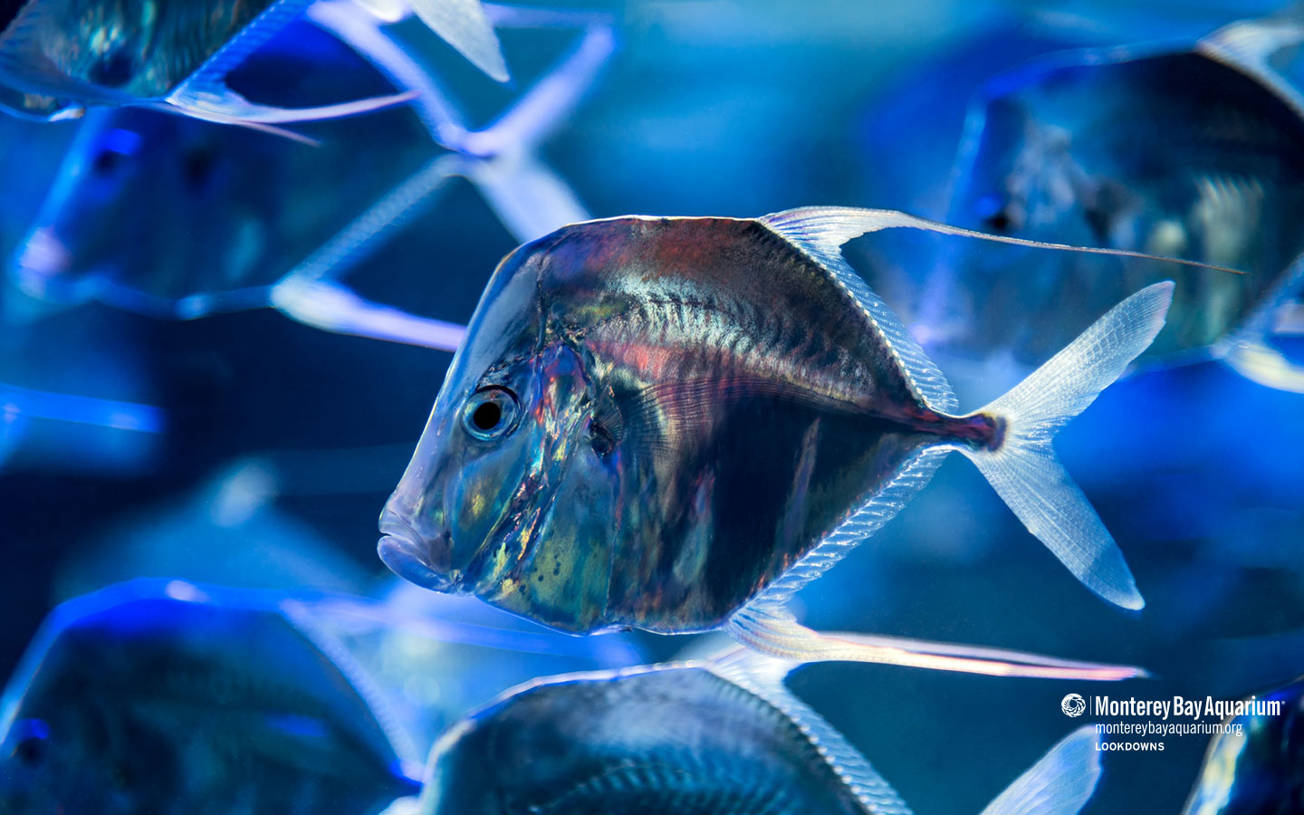 Lookdowns. Wallpaper. Monterey Bay