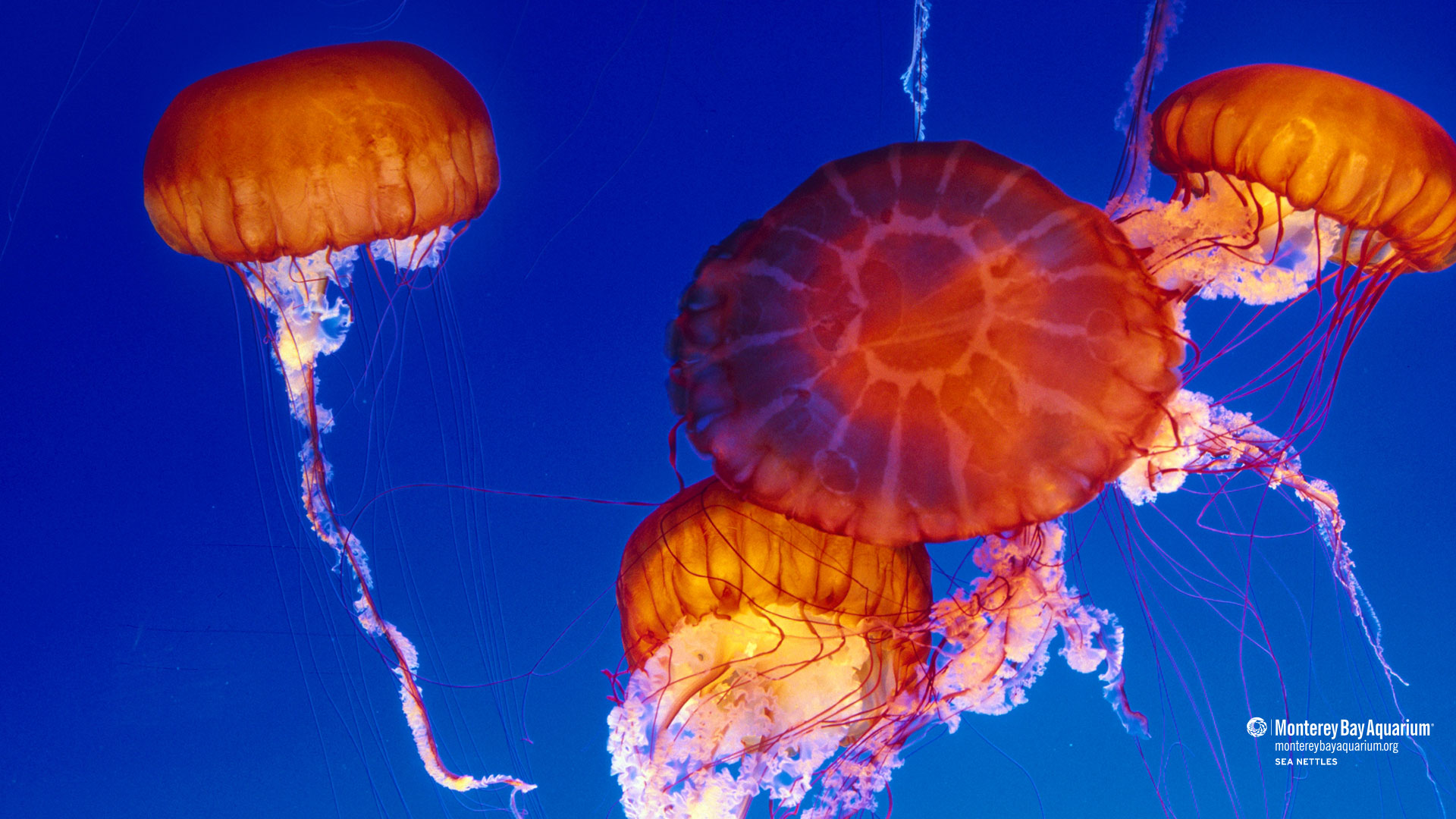 Sea nettles. Wallpaper. Monterey Bay
