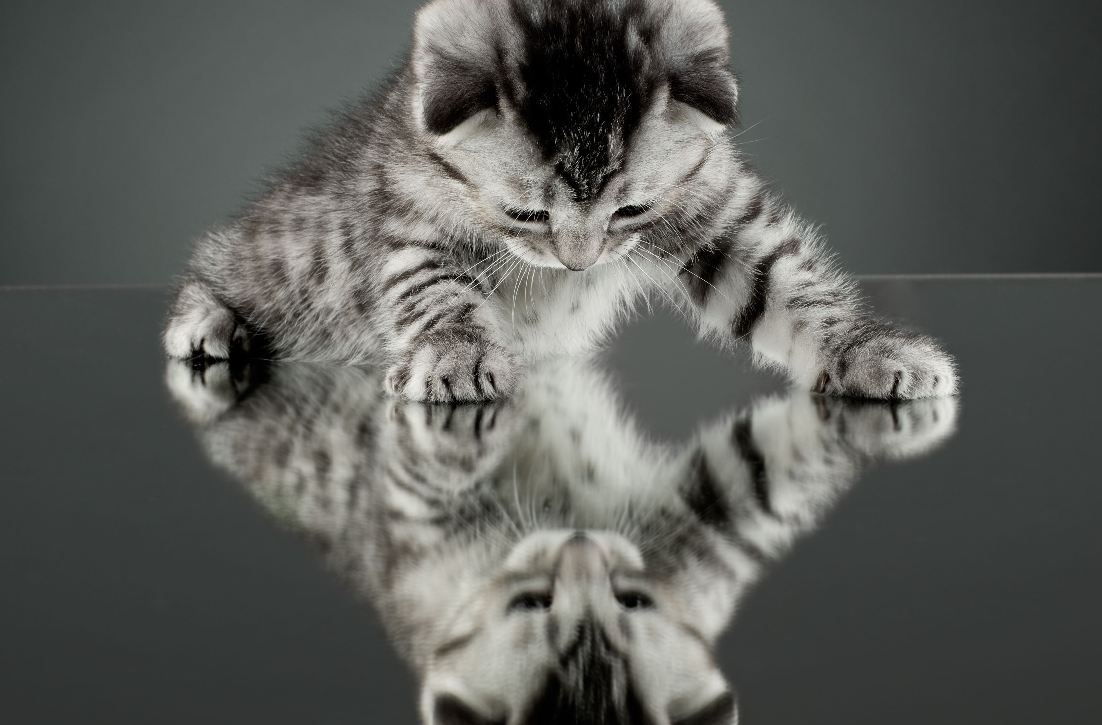 Wallpaper cat, widescreen, reflection