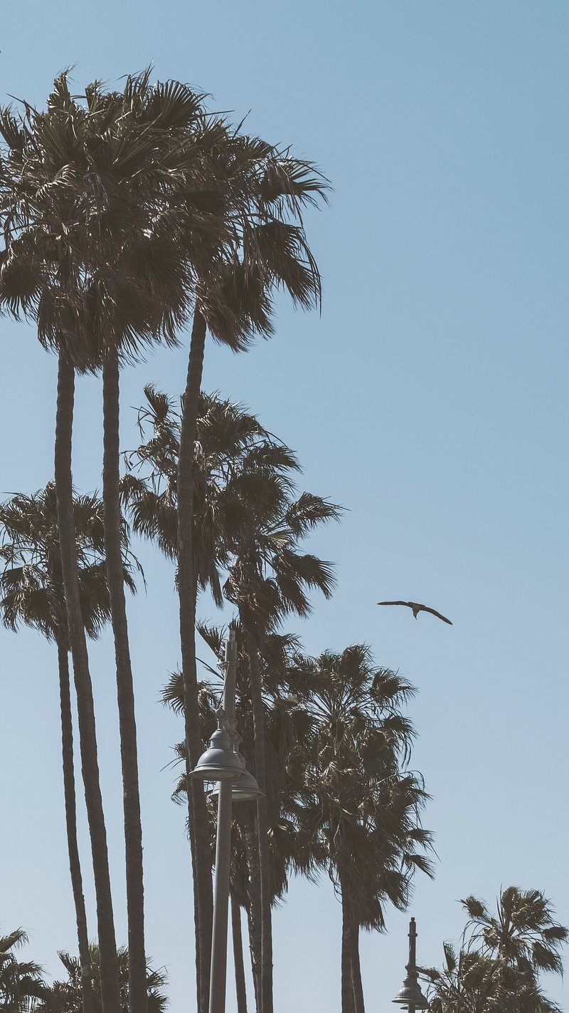 iPhone Wallpaper Los Angeles Image