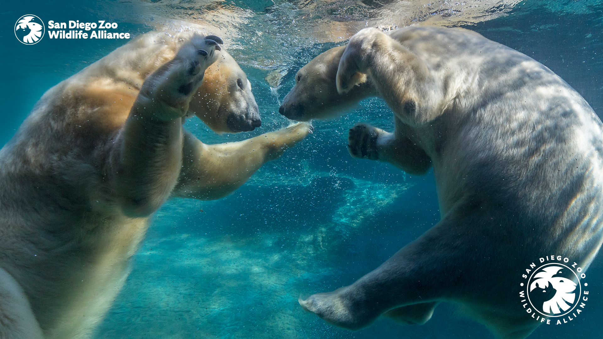 Zoom Background. San Diego Zoo